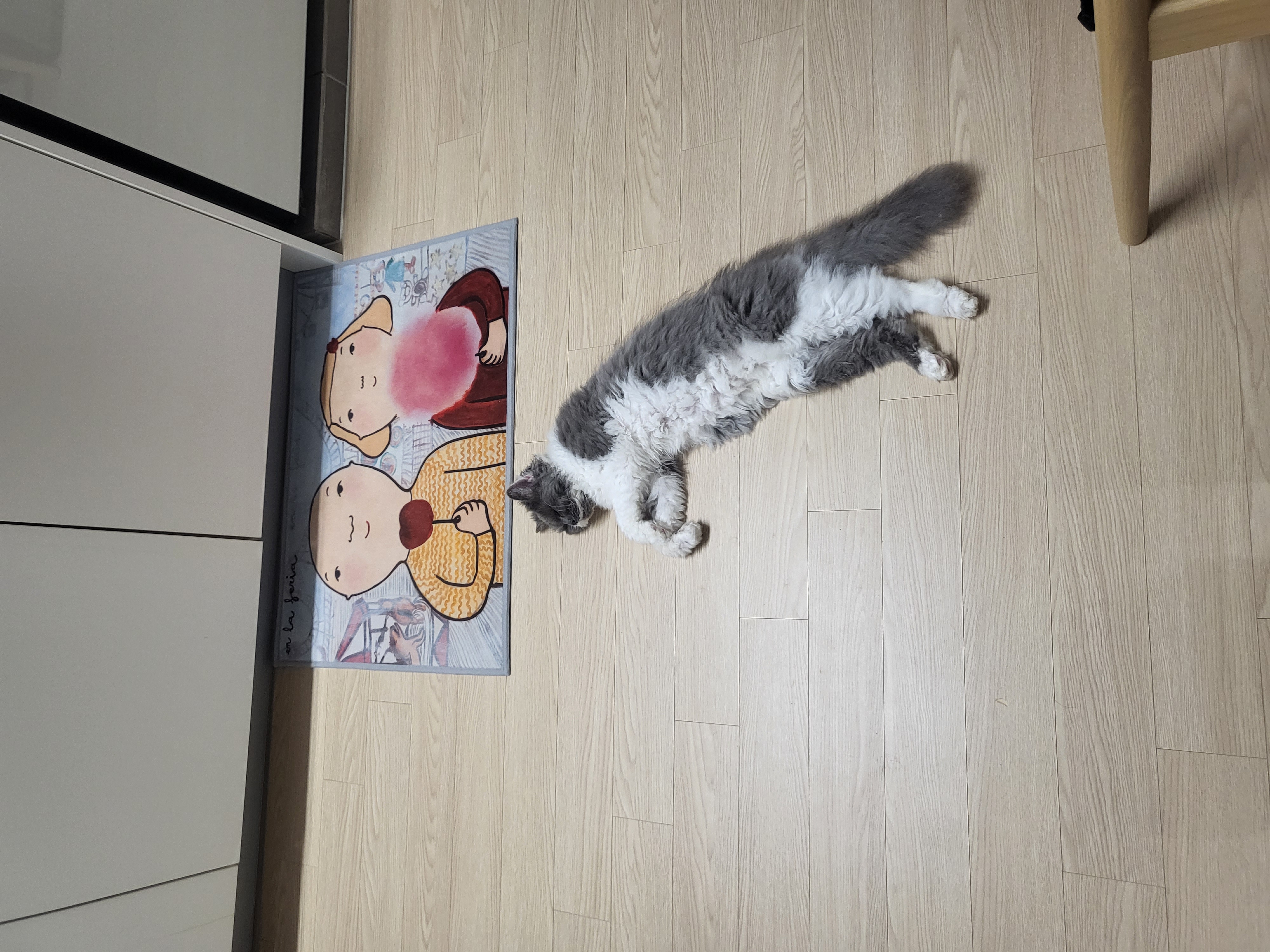 마포불법 번식장 구조된 영순이>고팡이 일주일 후기입니다.