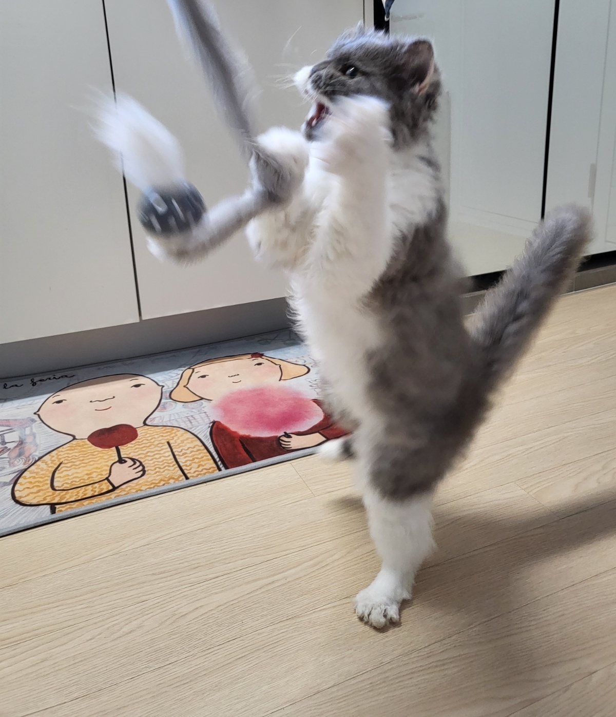 마포불법 번식장 구조된 영순이>고팡이 일주일 후기입니다.