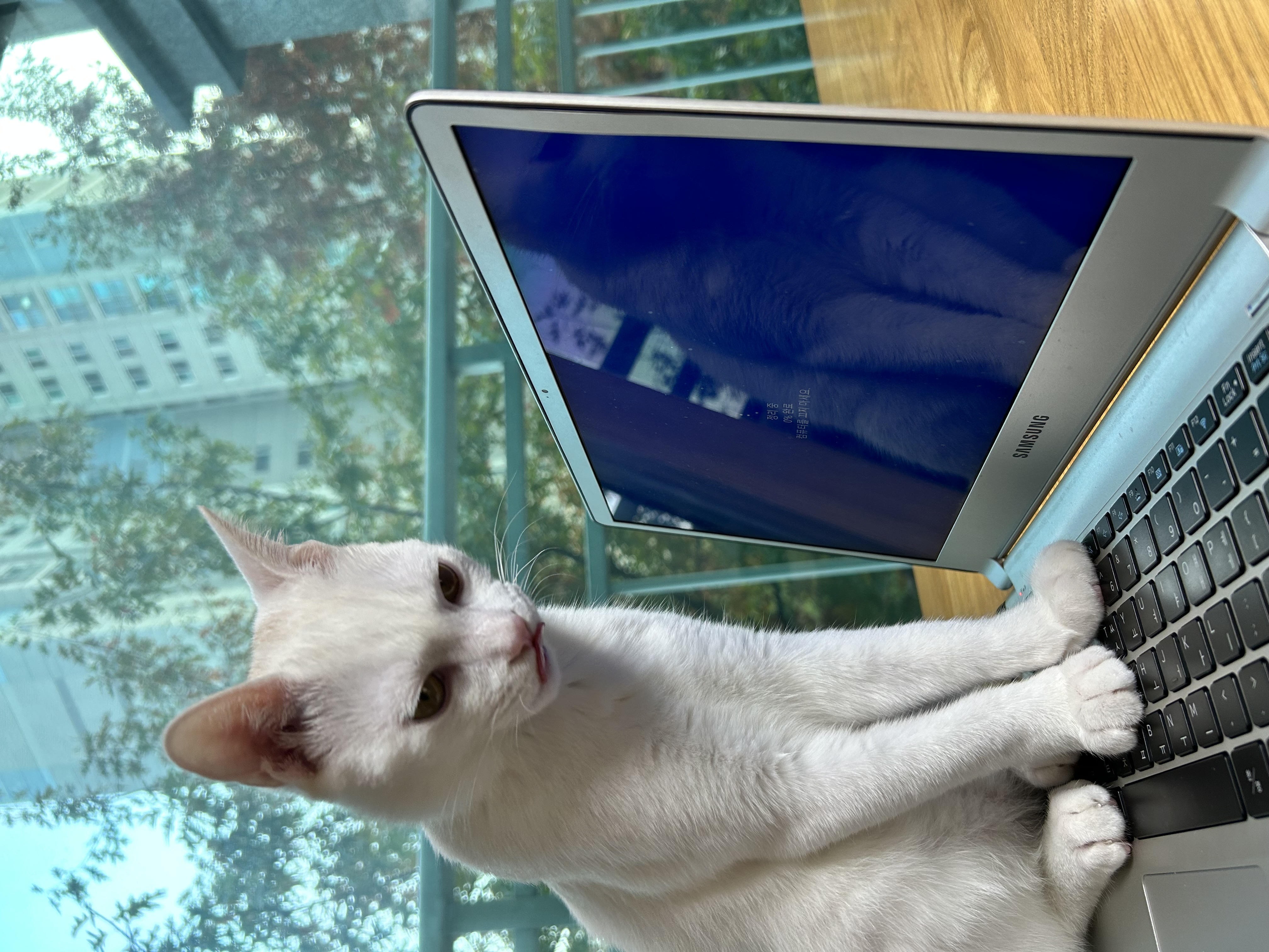 다윈이 백일 D-7(3개월 후기)