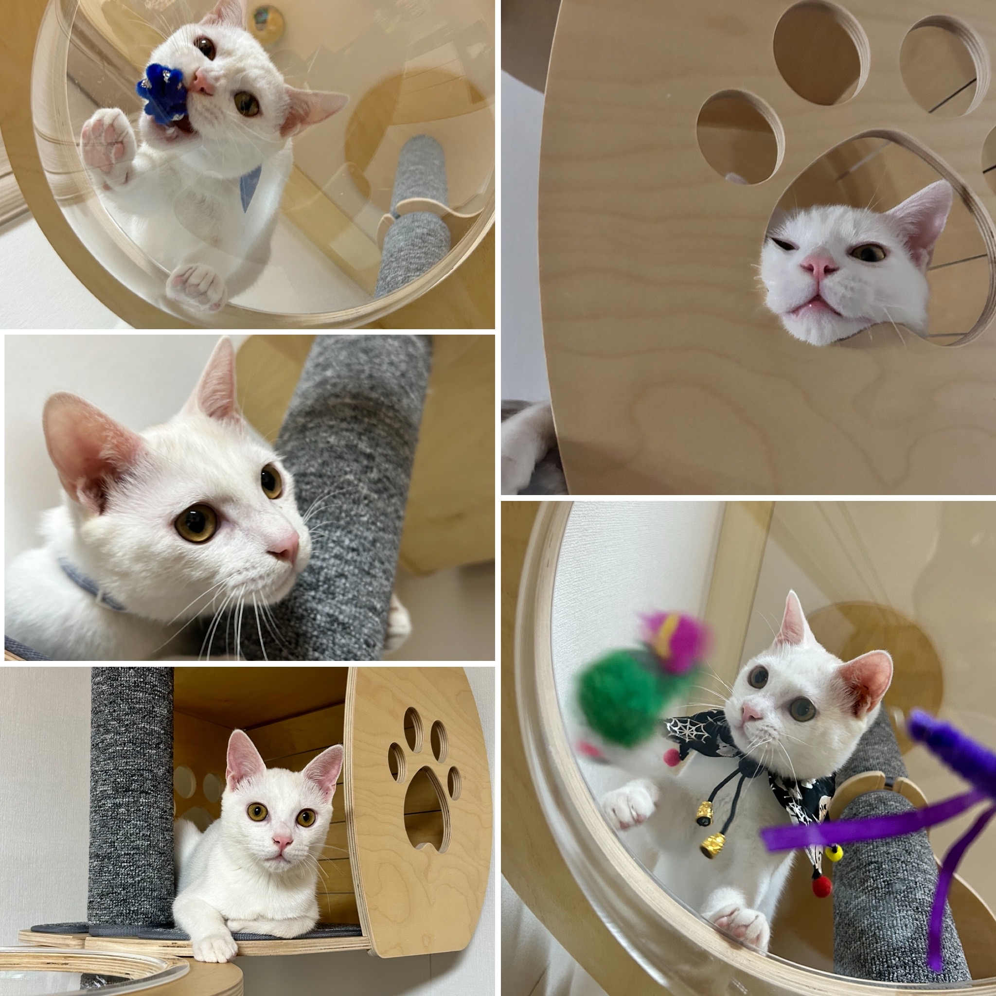 다윈이 백일 D-7(3개월 후기)