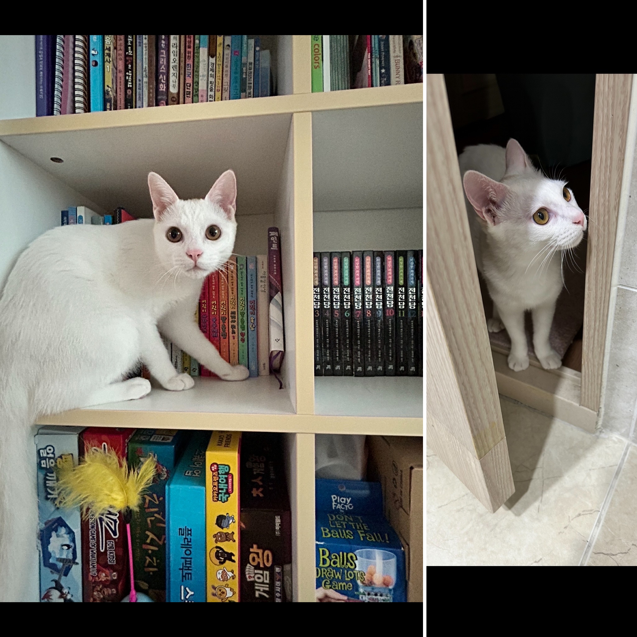 다윈이 백일 D-7(3개월 후기)