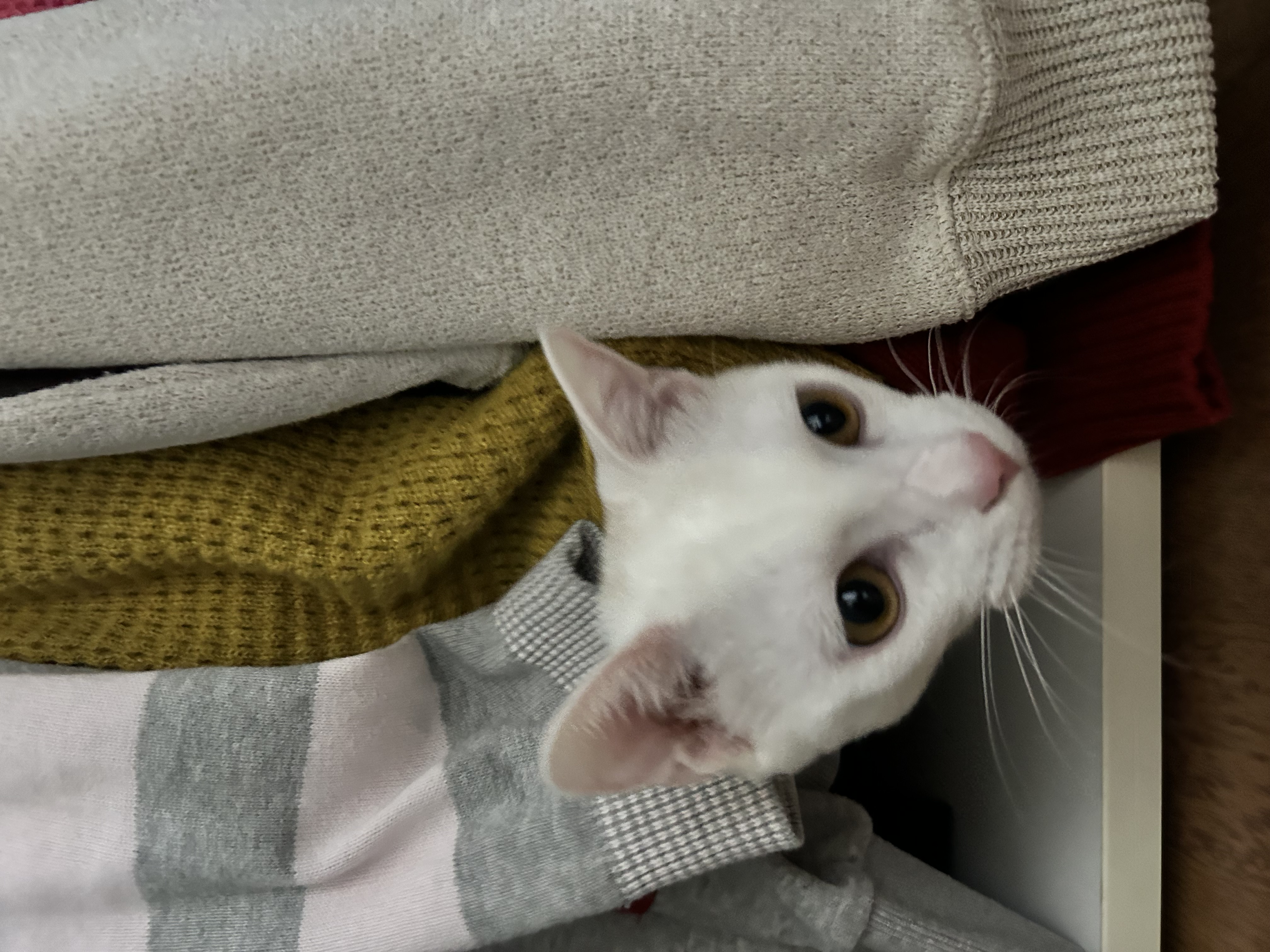 다윈이 백일 D-7(3개월 후기)