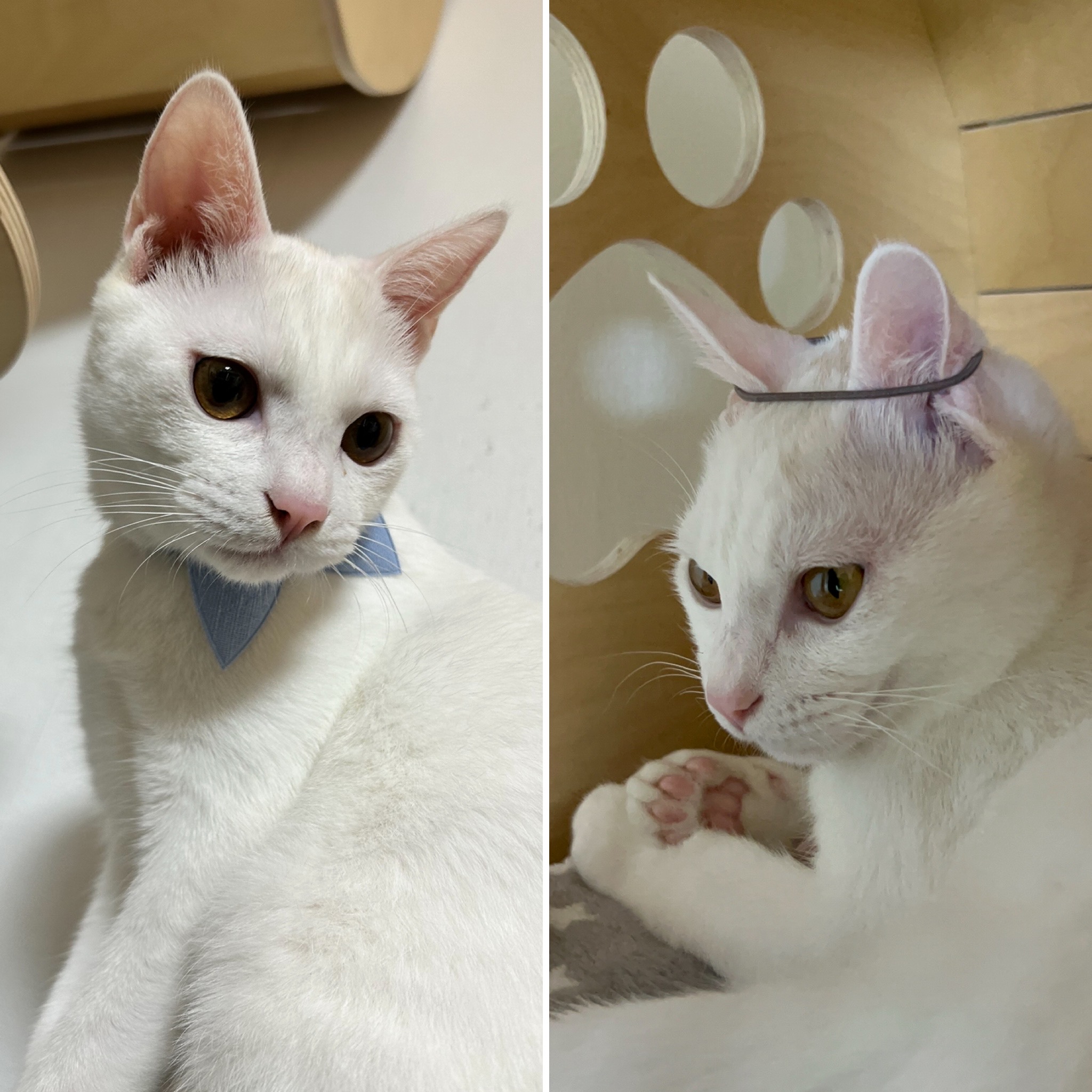 다윈이 백일 D-7(3개월 후기)