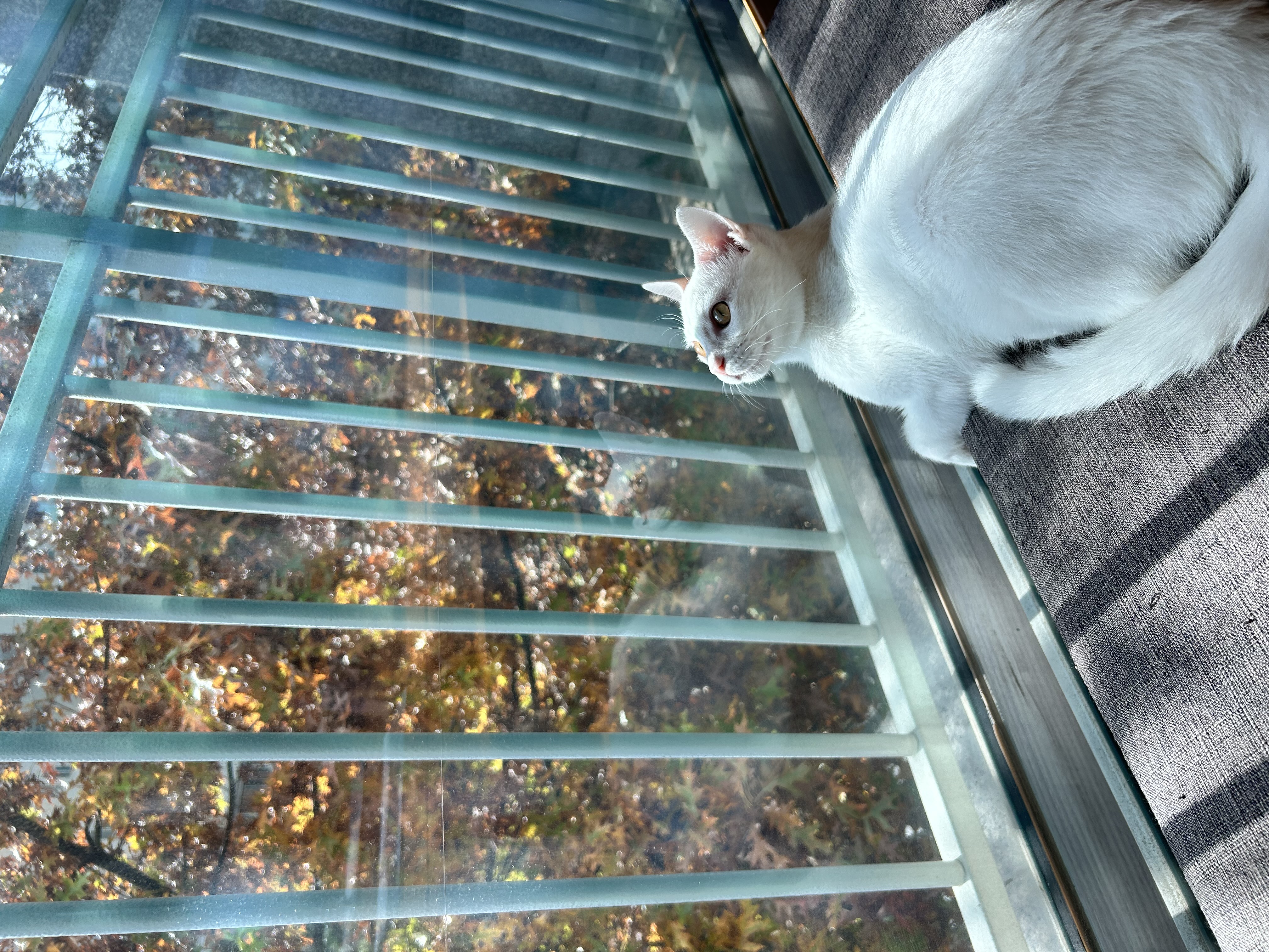 다윈이 백일 D-7(3개월 후기)