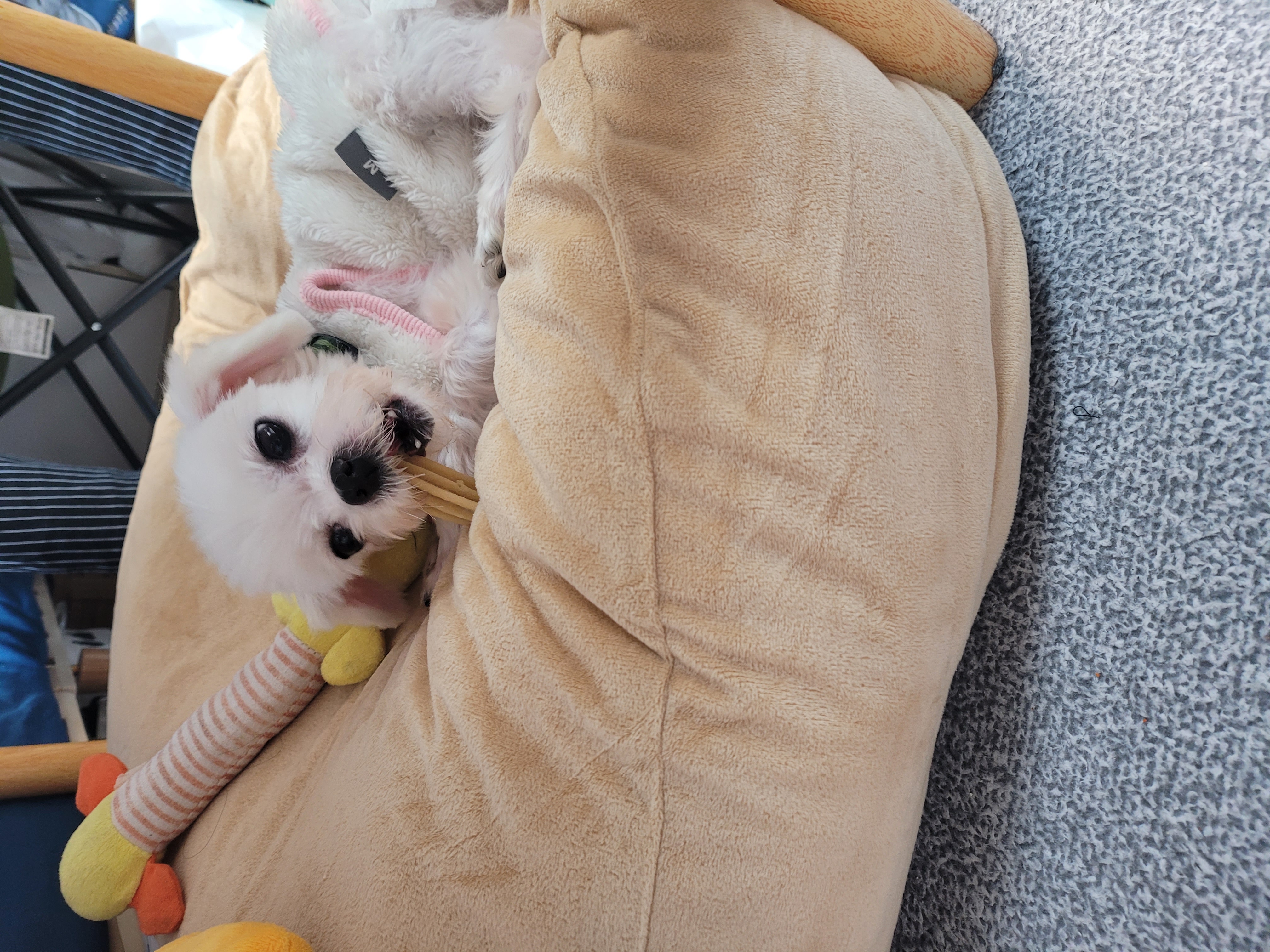 양구 조아(현 설이)입양 일주일 이야기