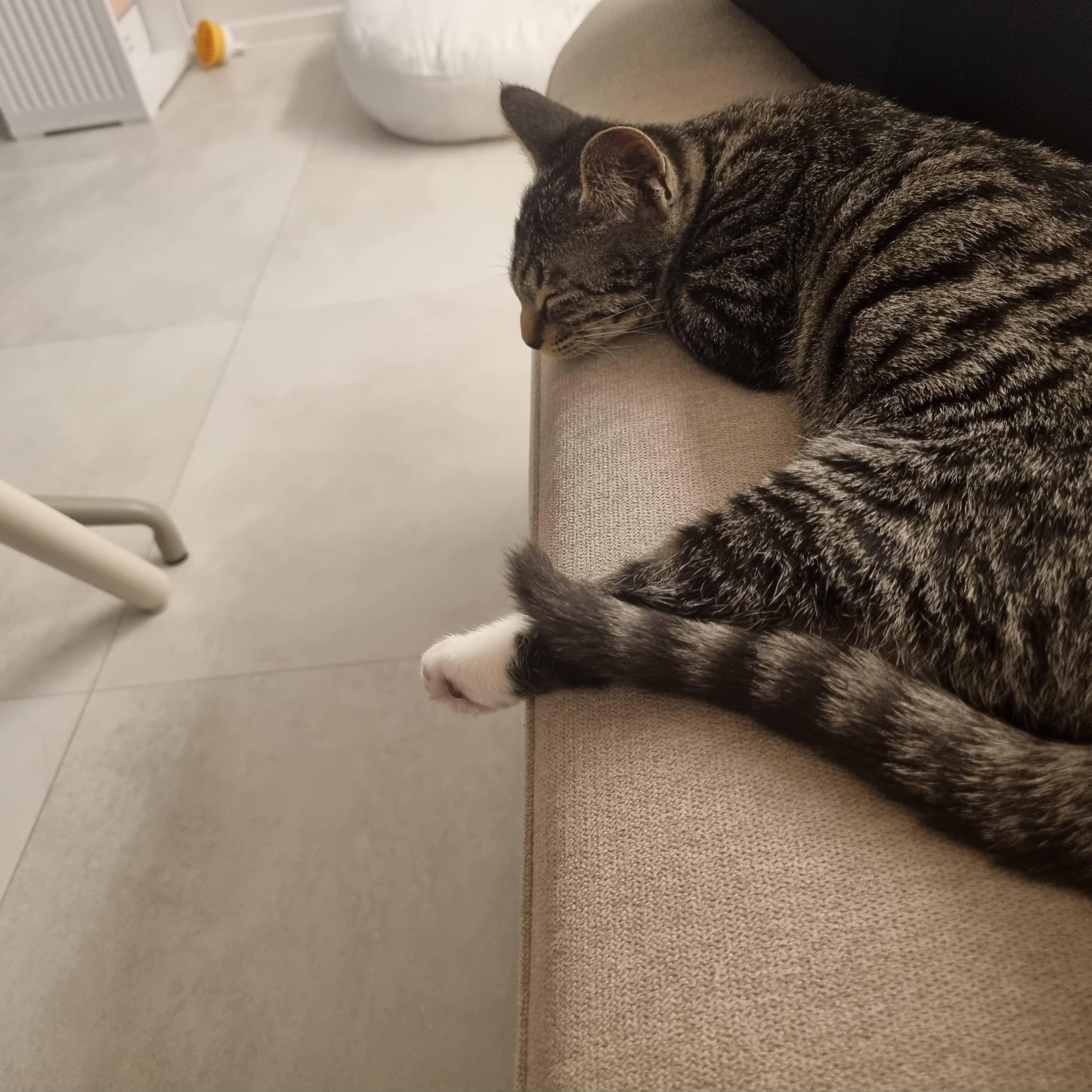 나린이 (현 다미)의 1주일 적응기