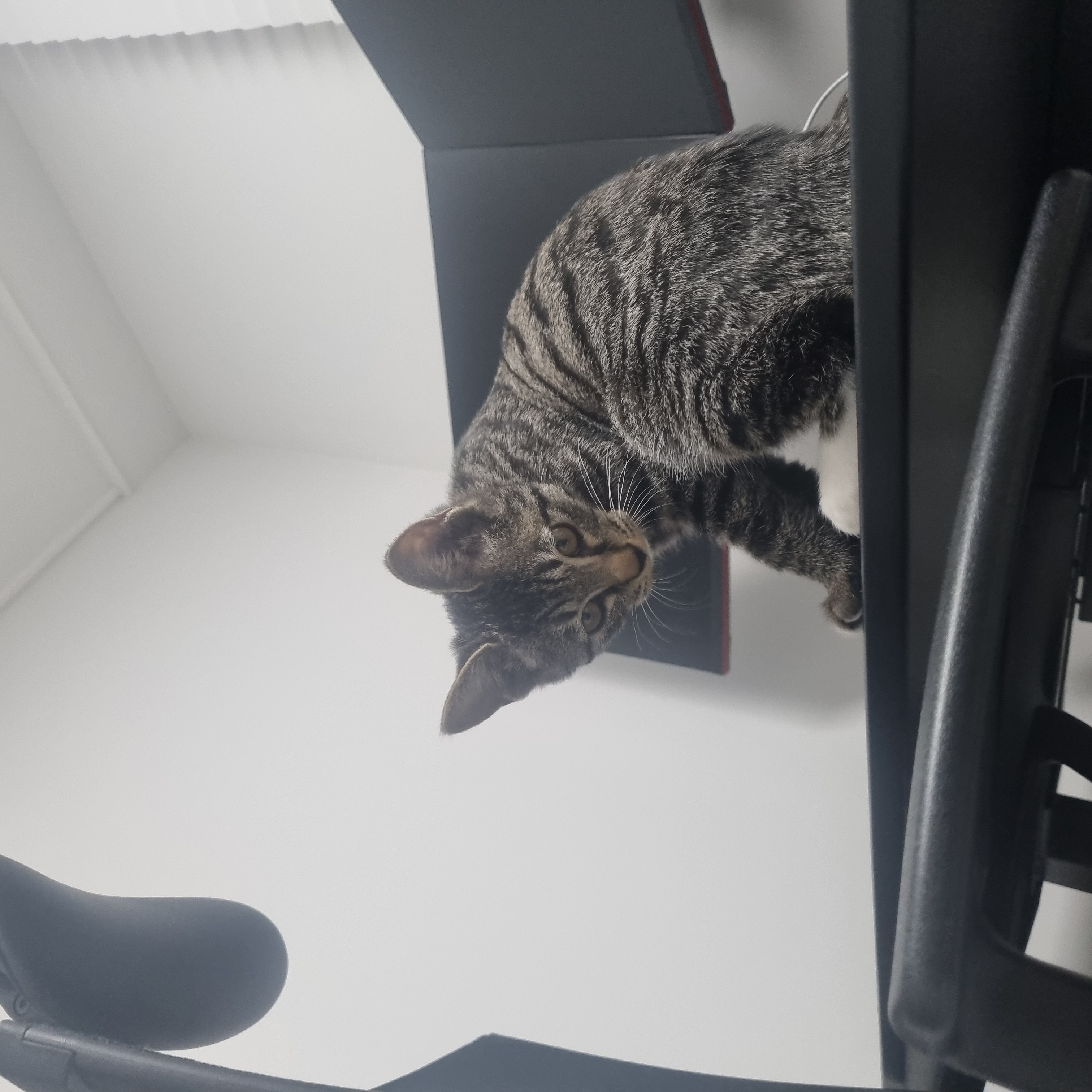 나린이 (현 다미)의 1주일 적응기