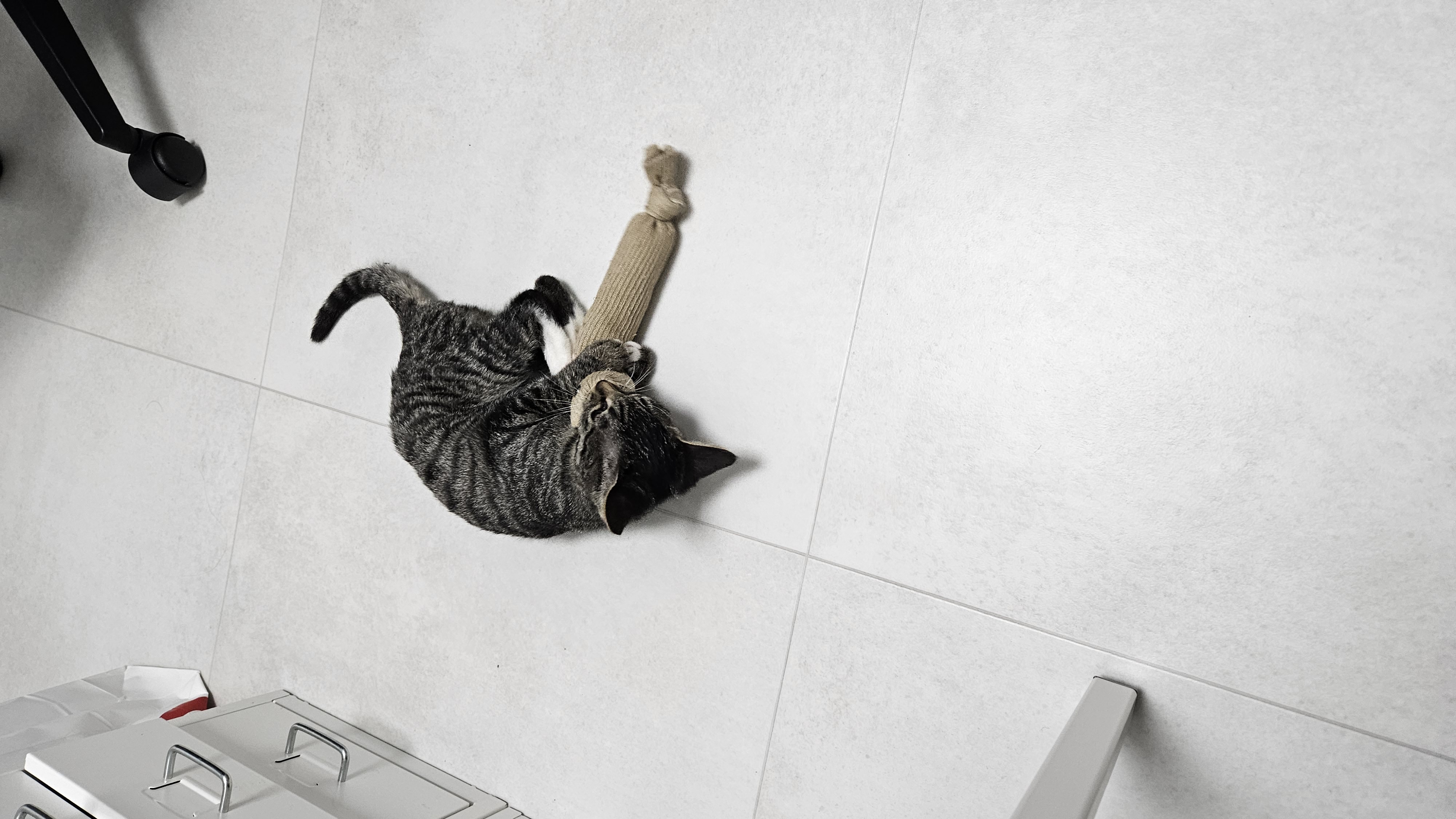 나린이 (현 다미)의 1주일 적응기