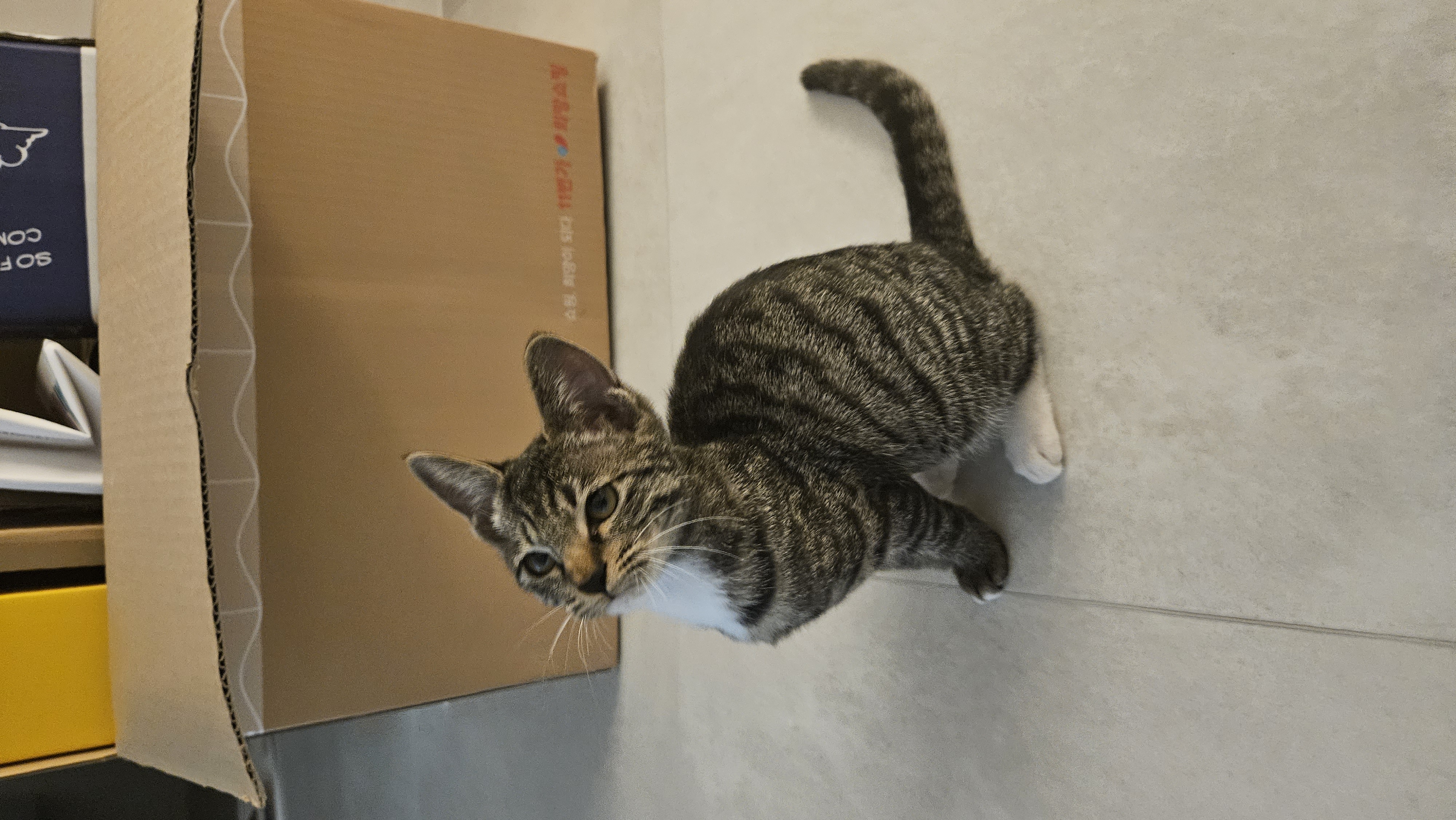 나린이 (현 다미)의 1주일 적응기