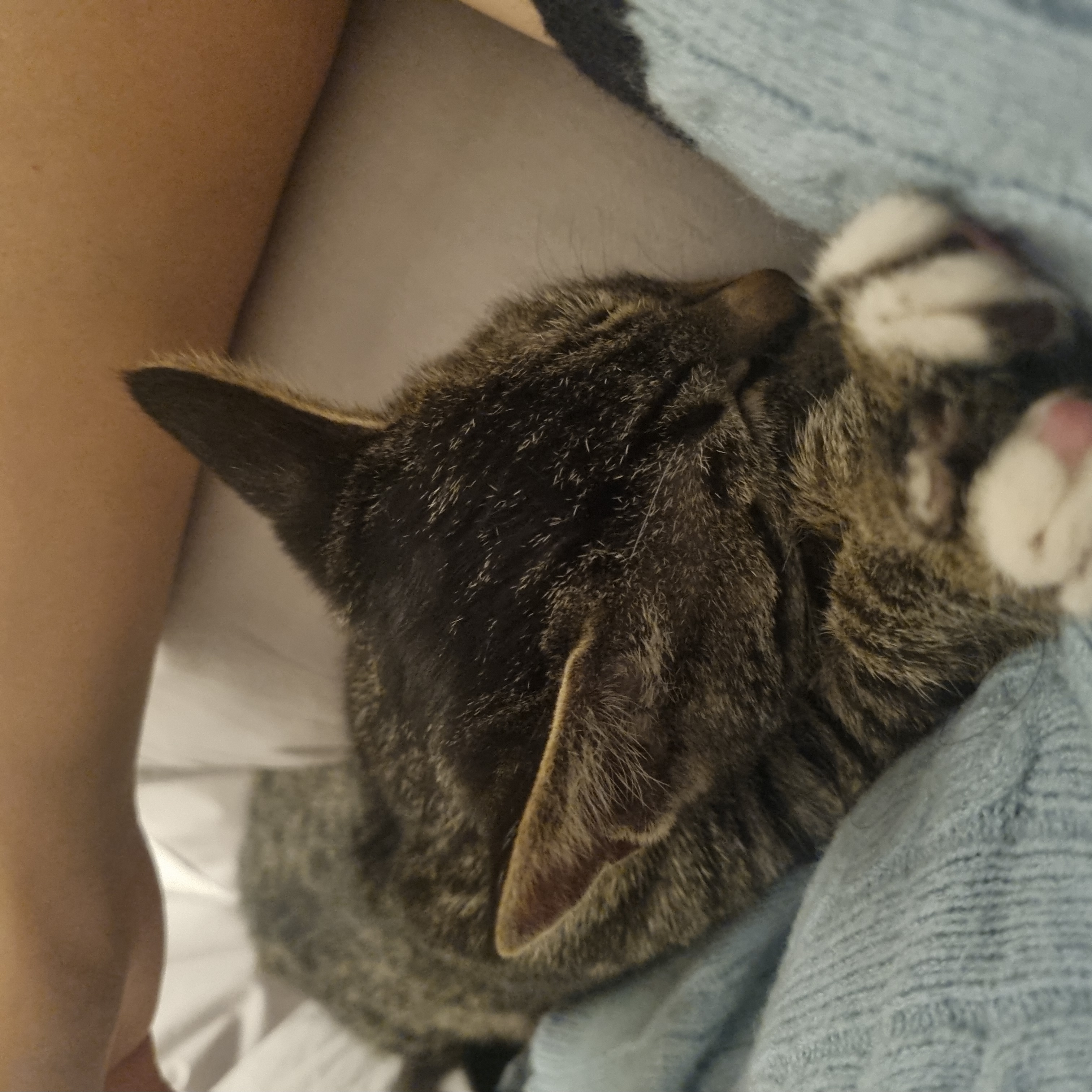 나린이 (현 다미)의 1주일 적응기