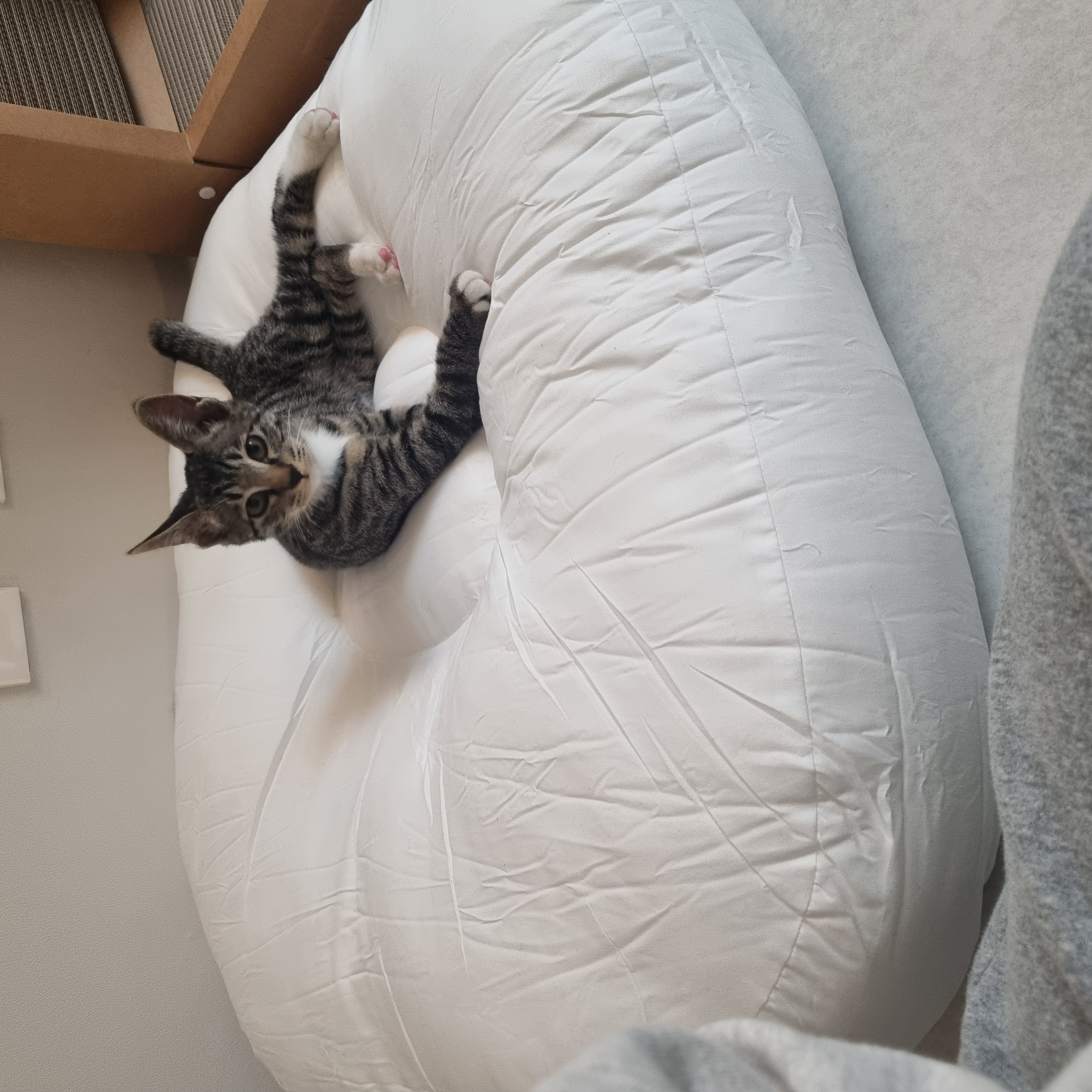 나린이 (현 다미)의 1주일 적응기