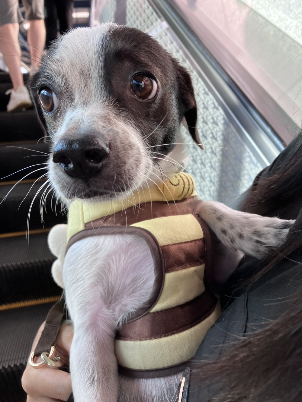 아키(구 하얀이)가 가족이 된지 2년이 되었어요