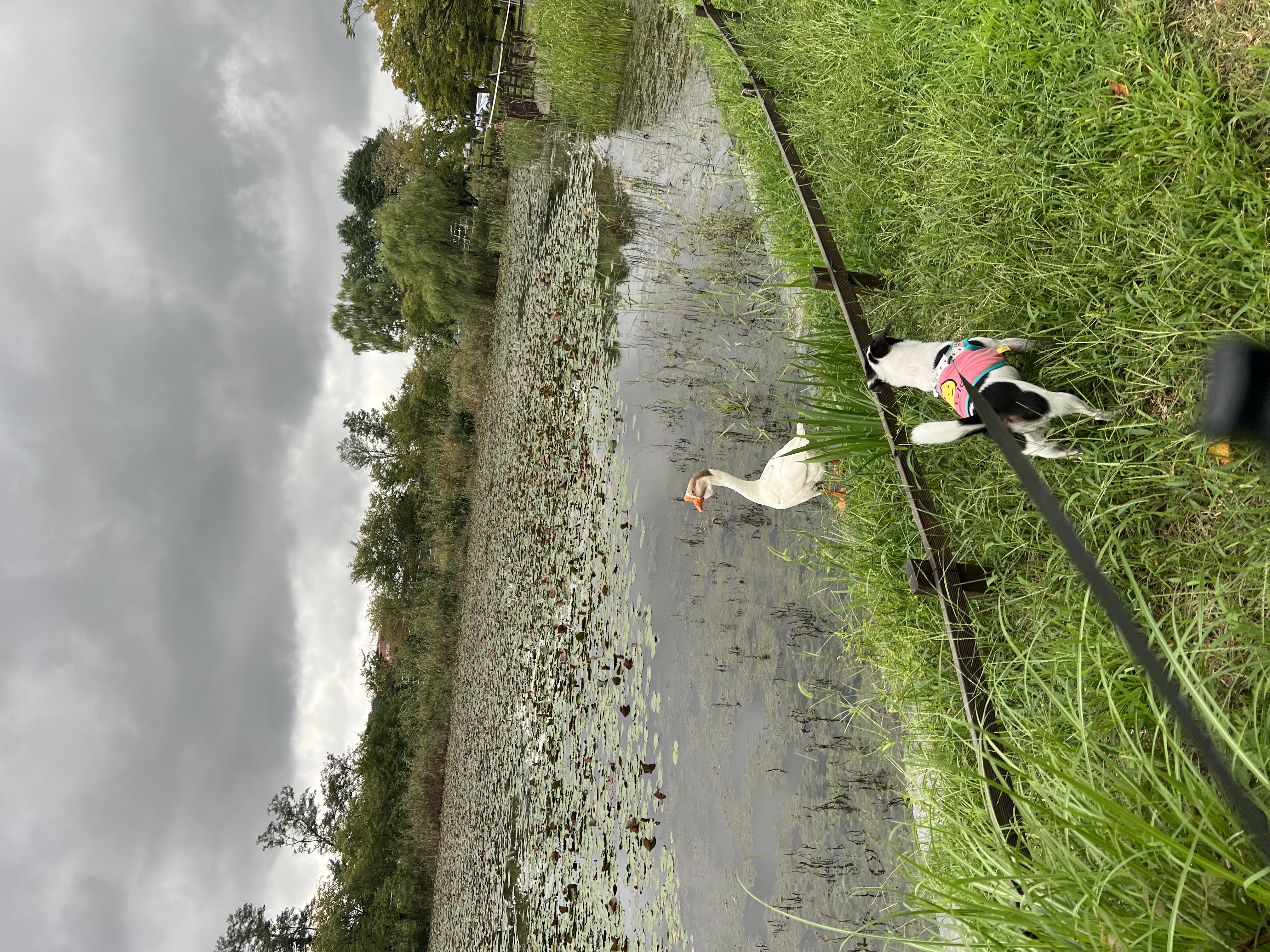 아키(구 하얀이)가 가족이 된지 2년이 되었어요