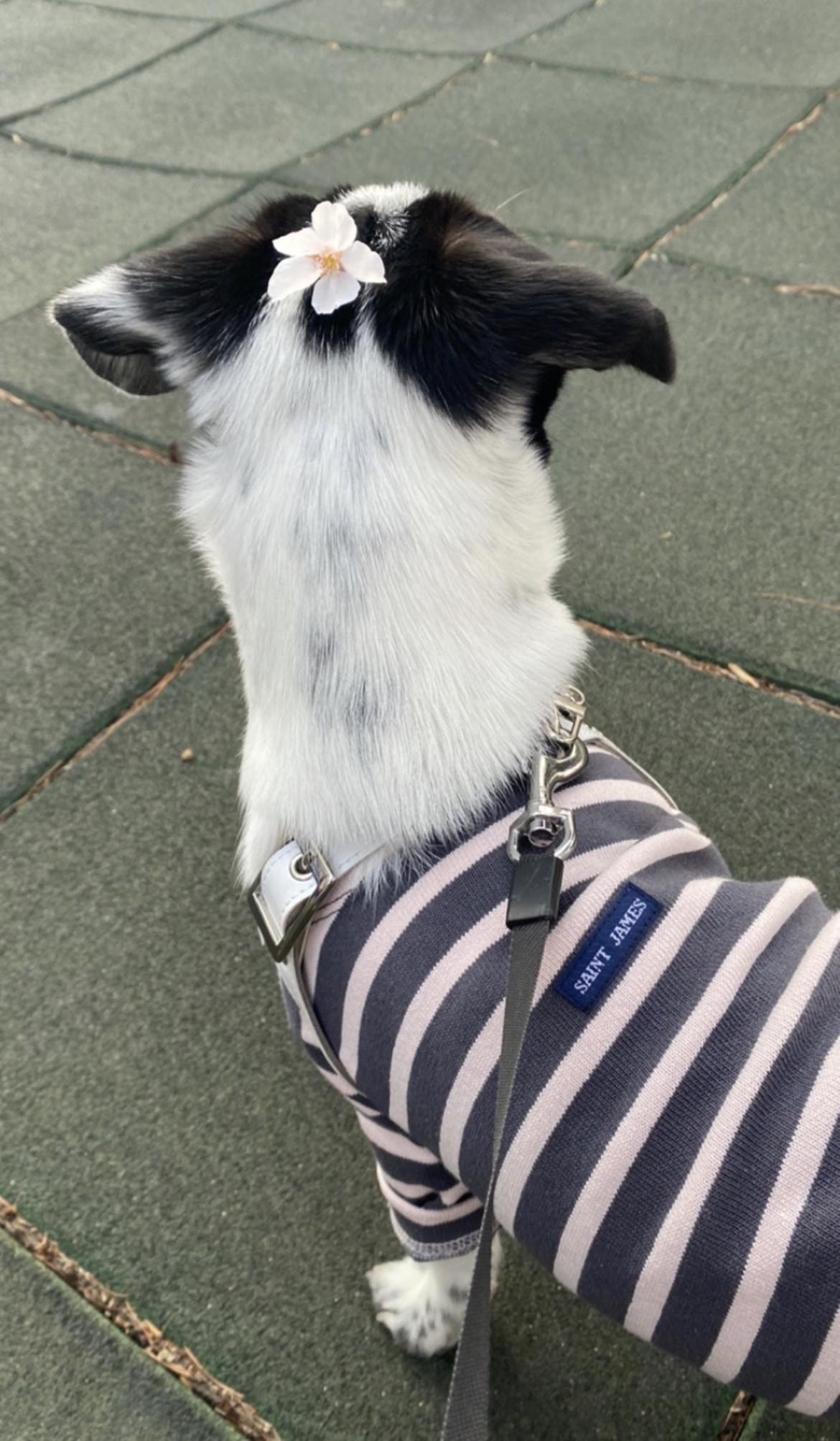 아키(구 하얀이)가 가족이 된지 2년이 되었어요