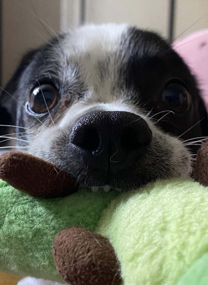 아키(구 하얀이)가 가족이 된지 2년이 되었어요