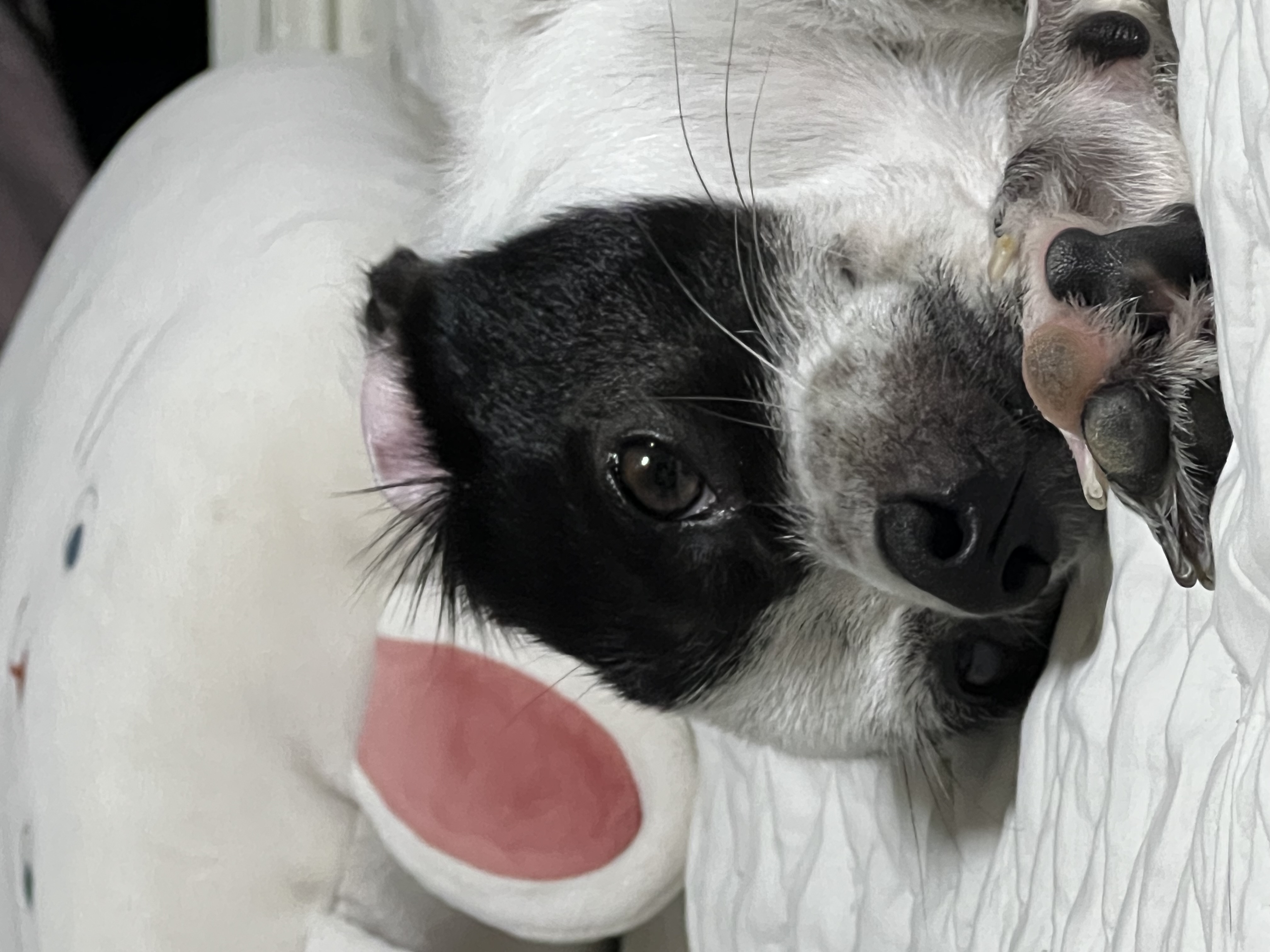 아키(구 하얀이)가 가족이 된지 2년이 되었어요