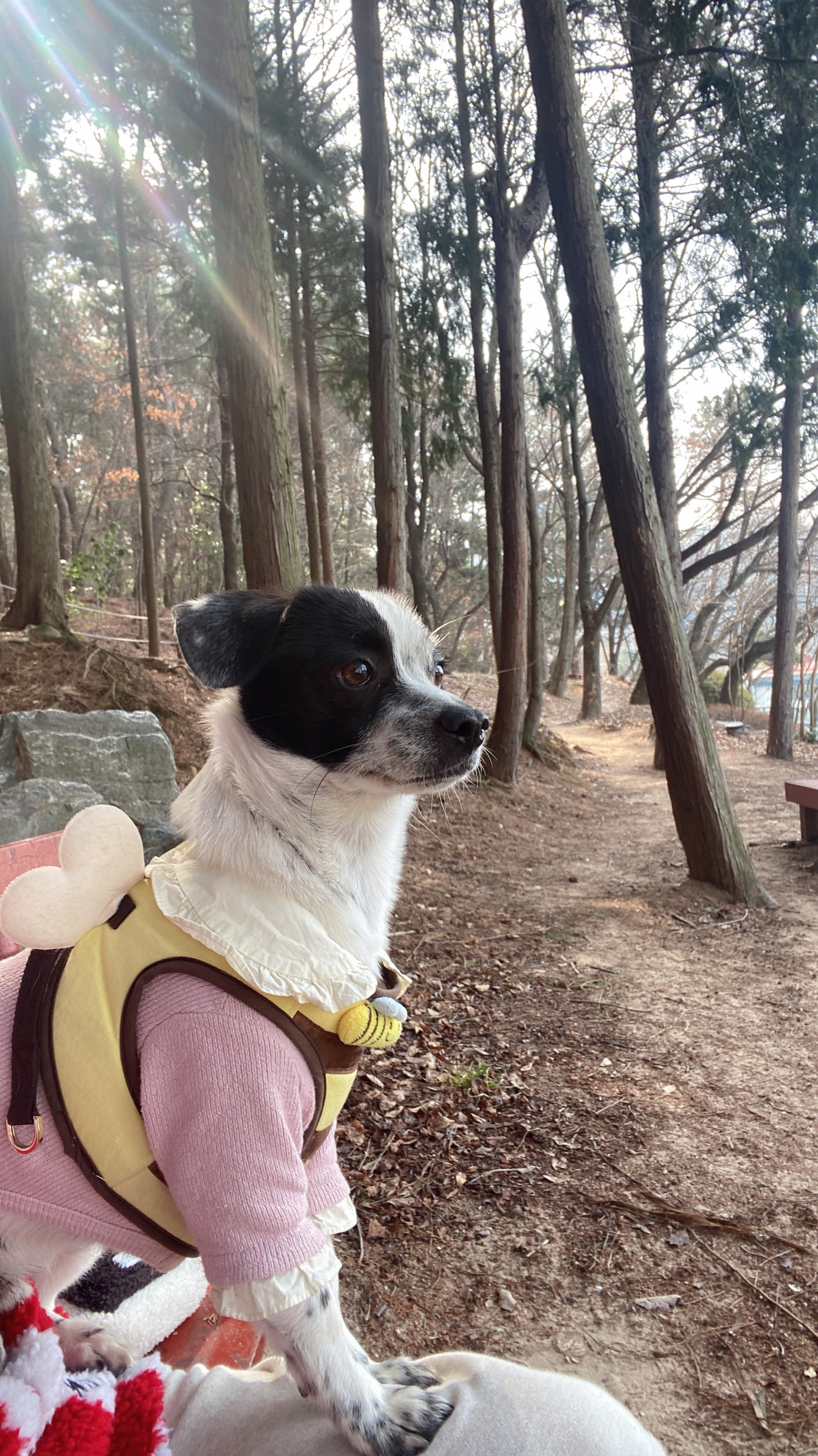 아키(구 하얀이)가 가족이 된지 2년이 되었어요