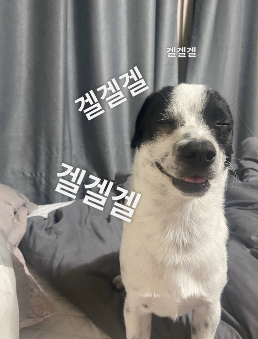 아키(구 하얀이)가 가족이 된지 2년이 되었어요