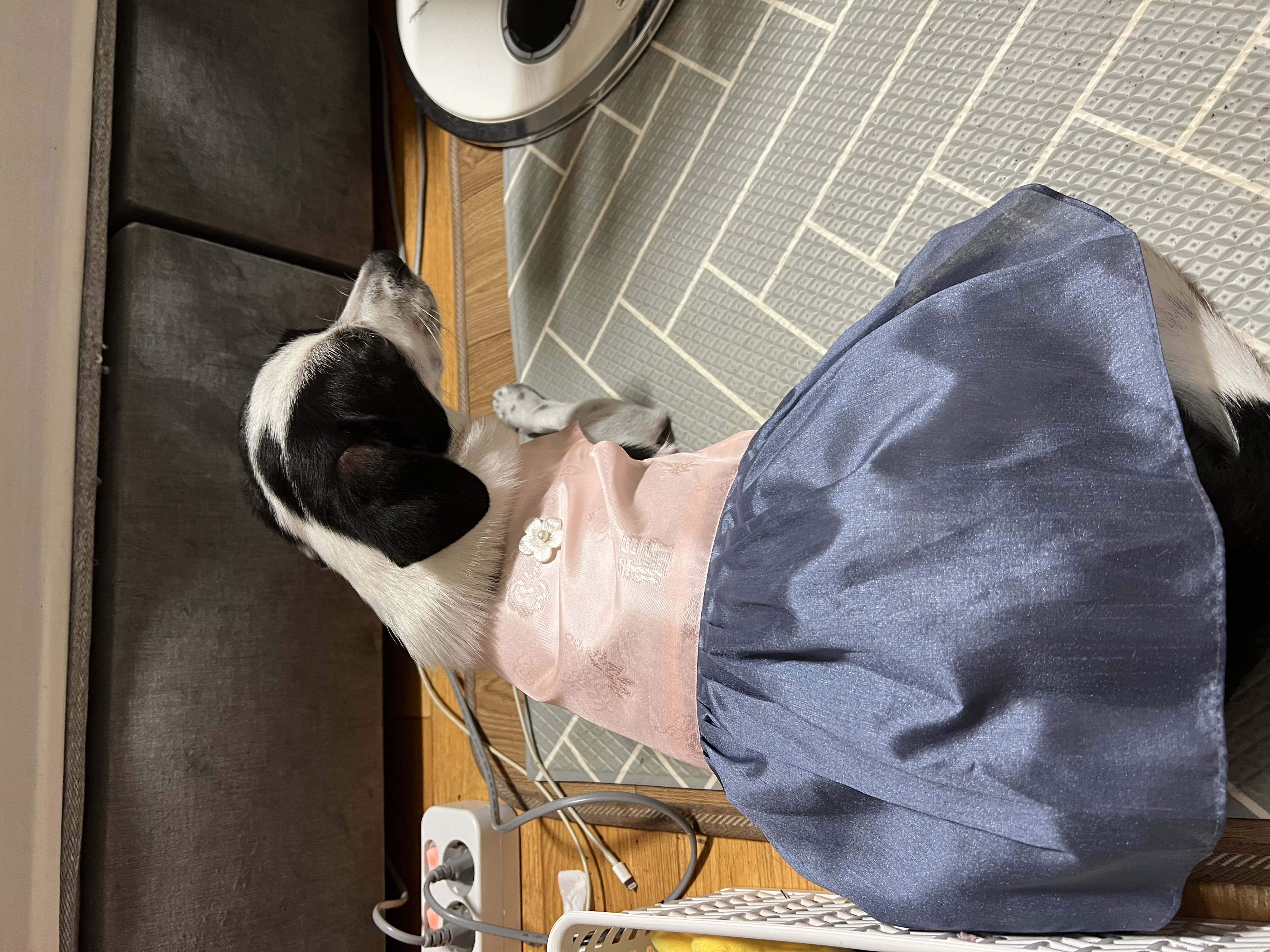 아키(구 하얀이)가 가족이 된지 2년이 되었어요