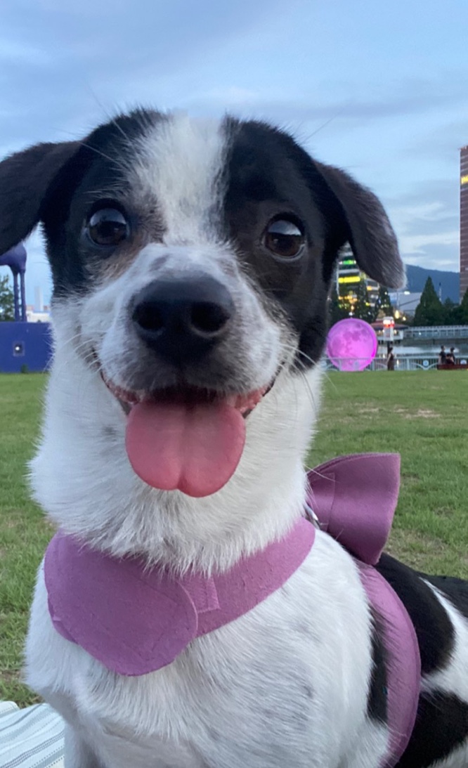 아키(구 하얀이)가 가족이 된지 2년이 되었어요