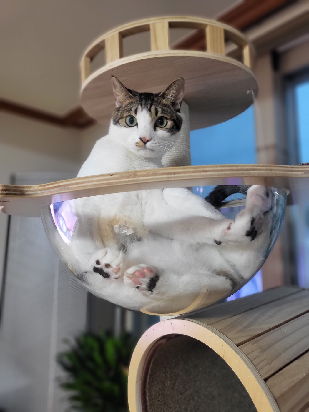 탄이(해성이)와 1년