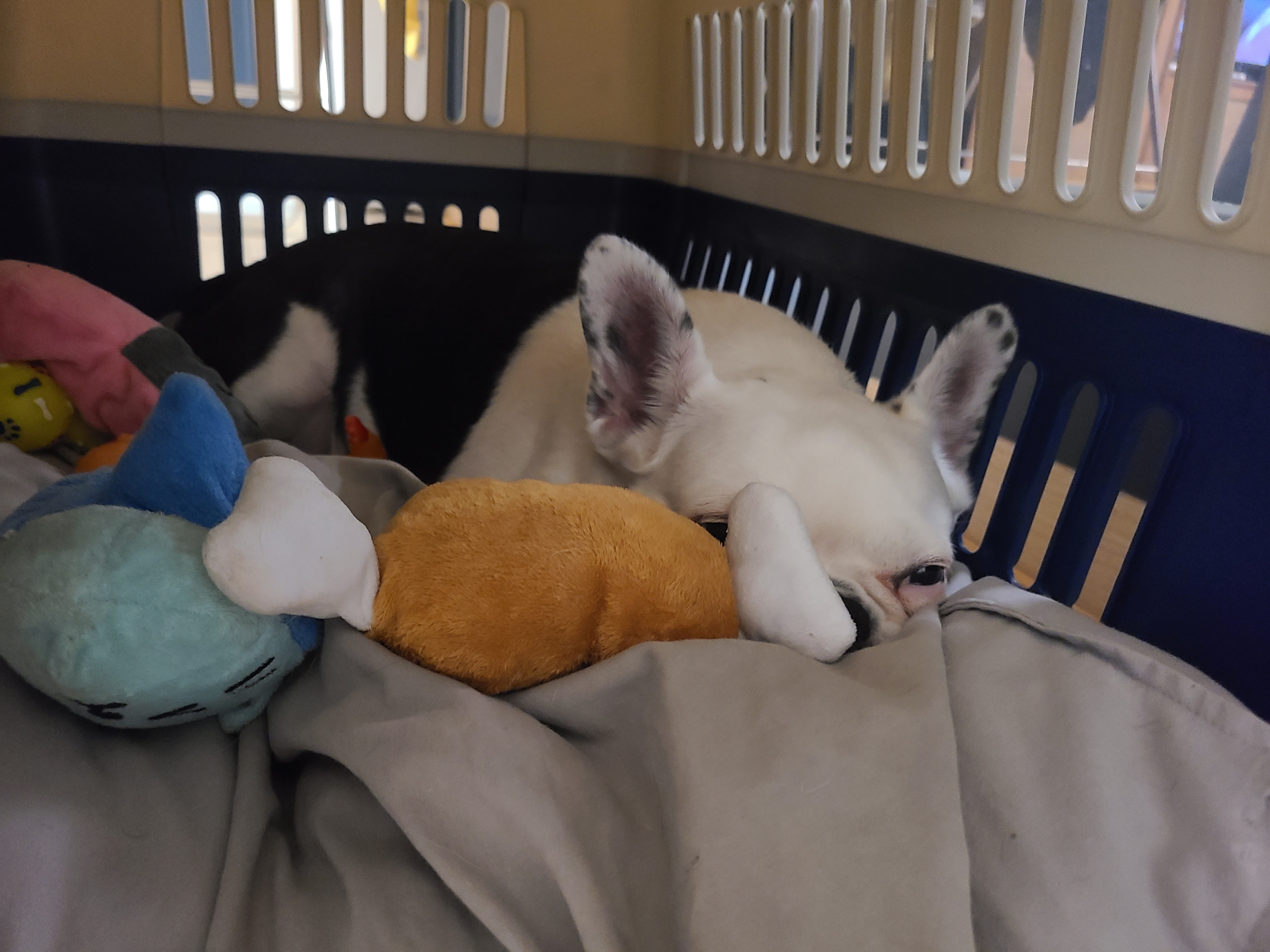 애둥이 같이 산지 어언 2년...