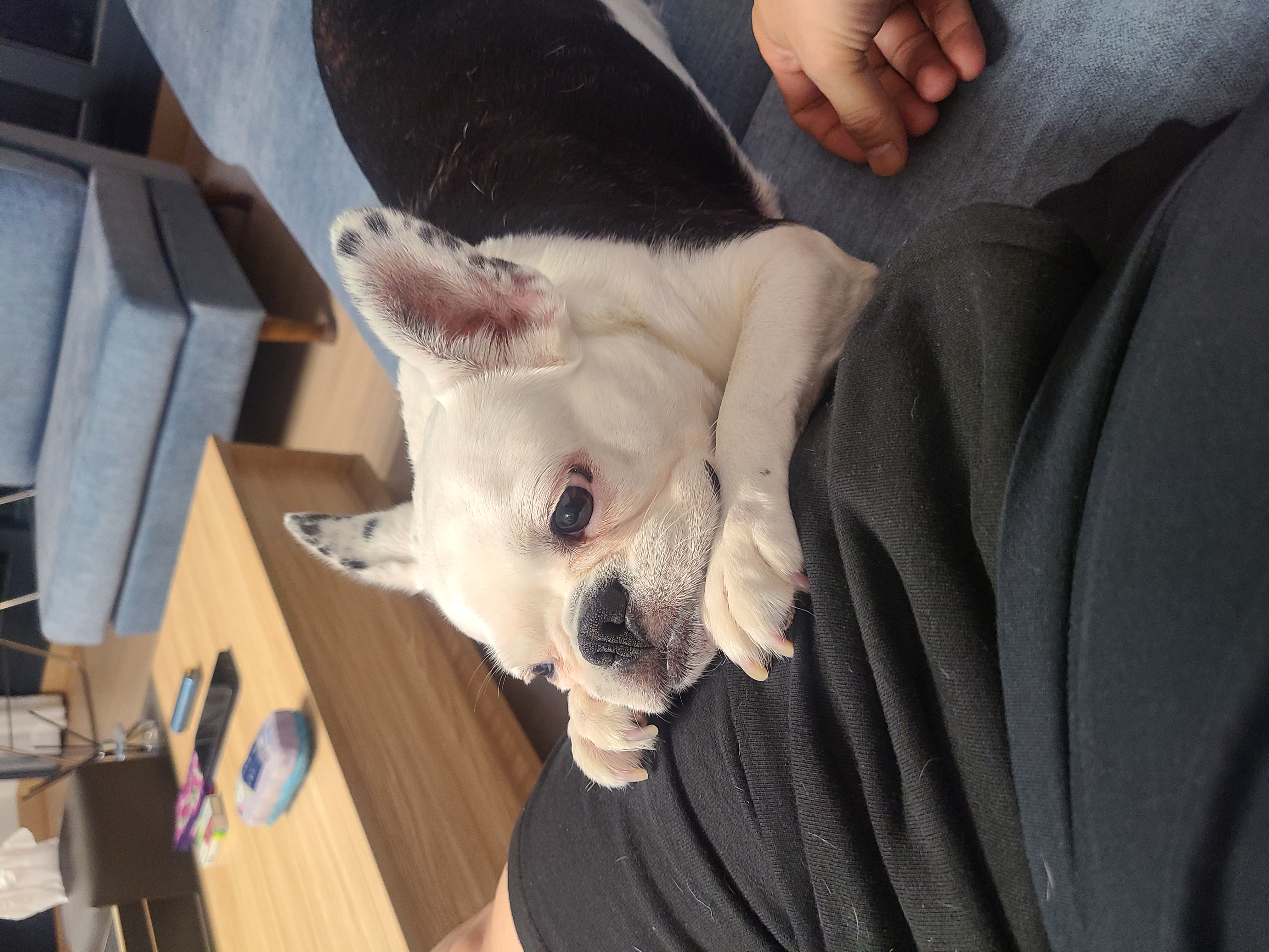 애둥이 같이 산지 어언 2년...