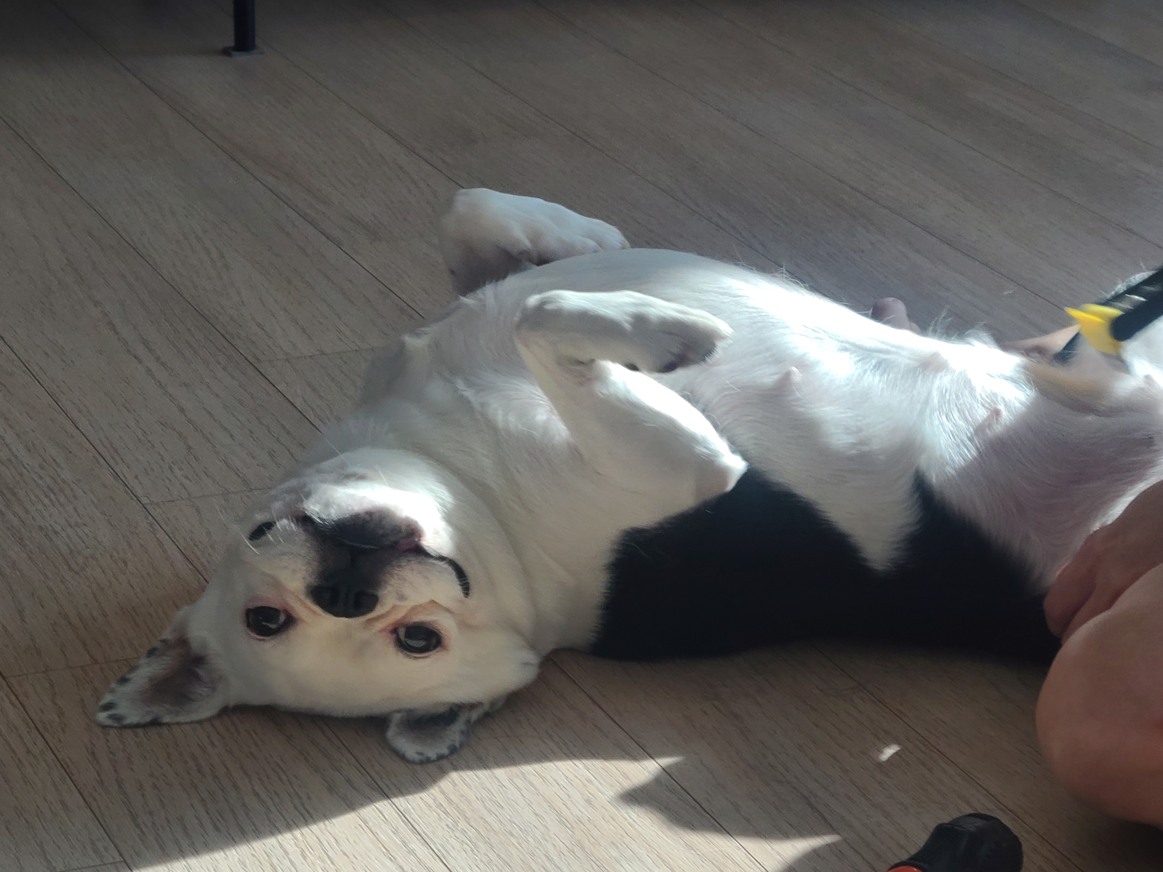 애둥이 같이 산지 어언 2년...