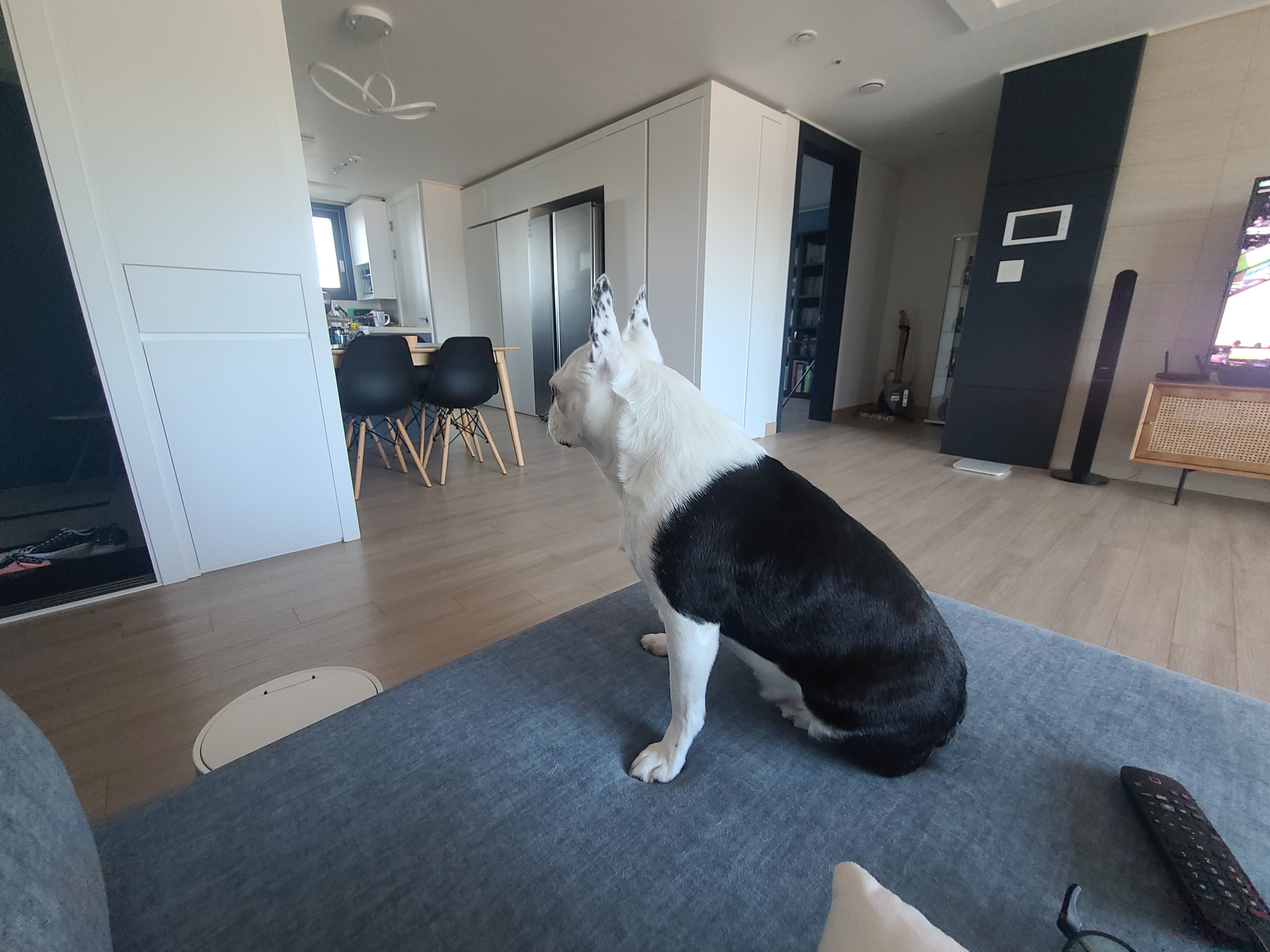 애둥이 같이 산지 어언 2년...