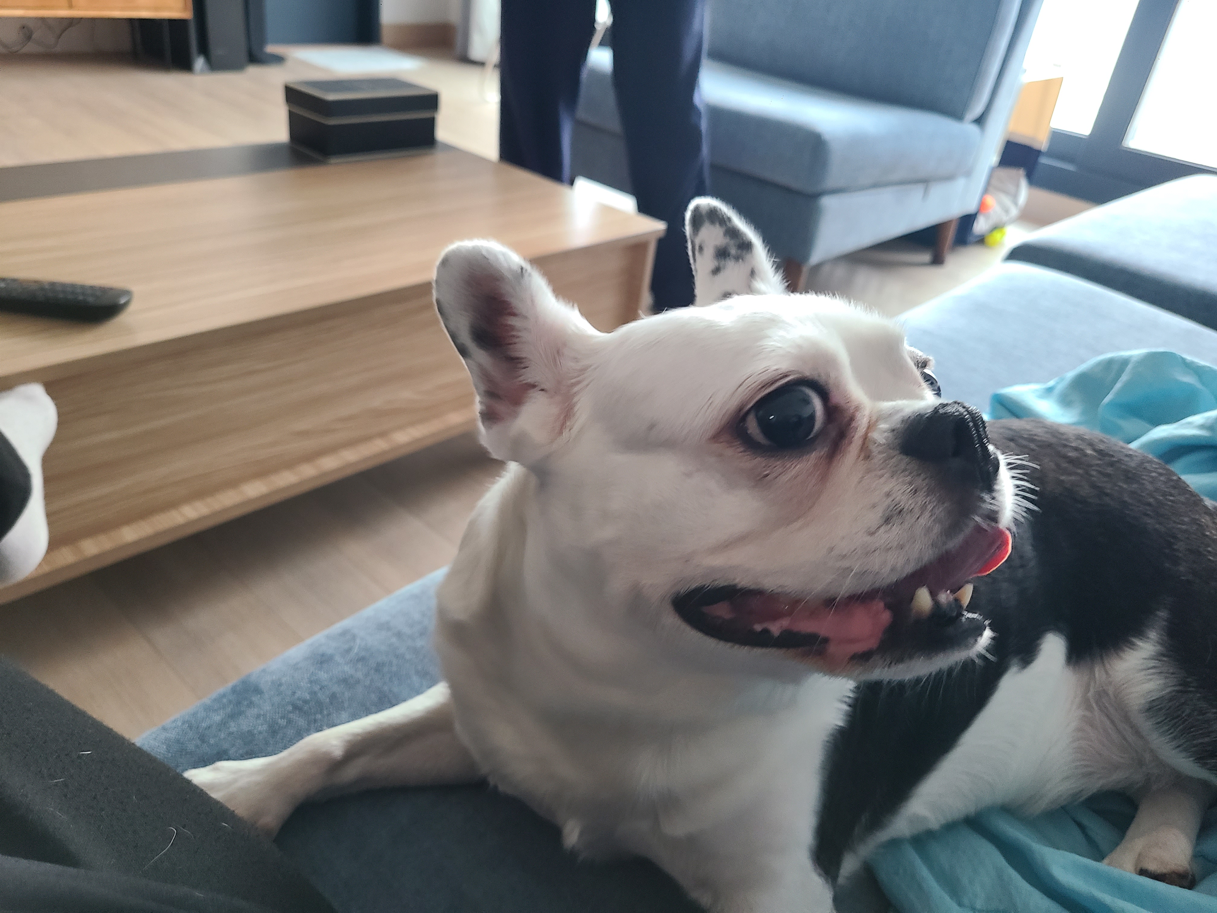 애둥이 같이 산지 어언 2년...