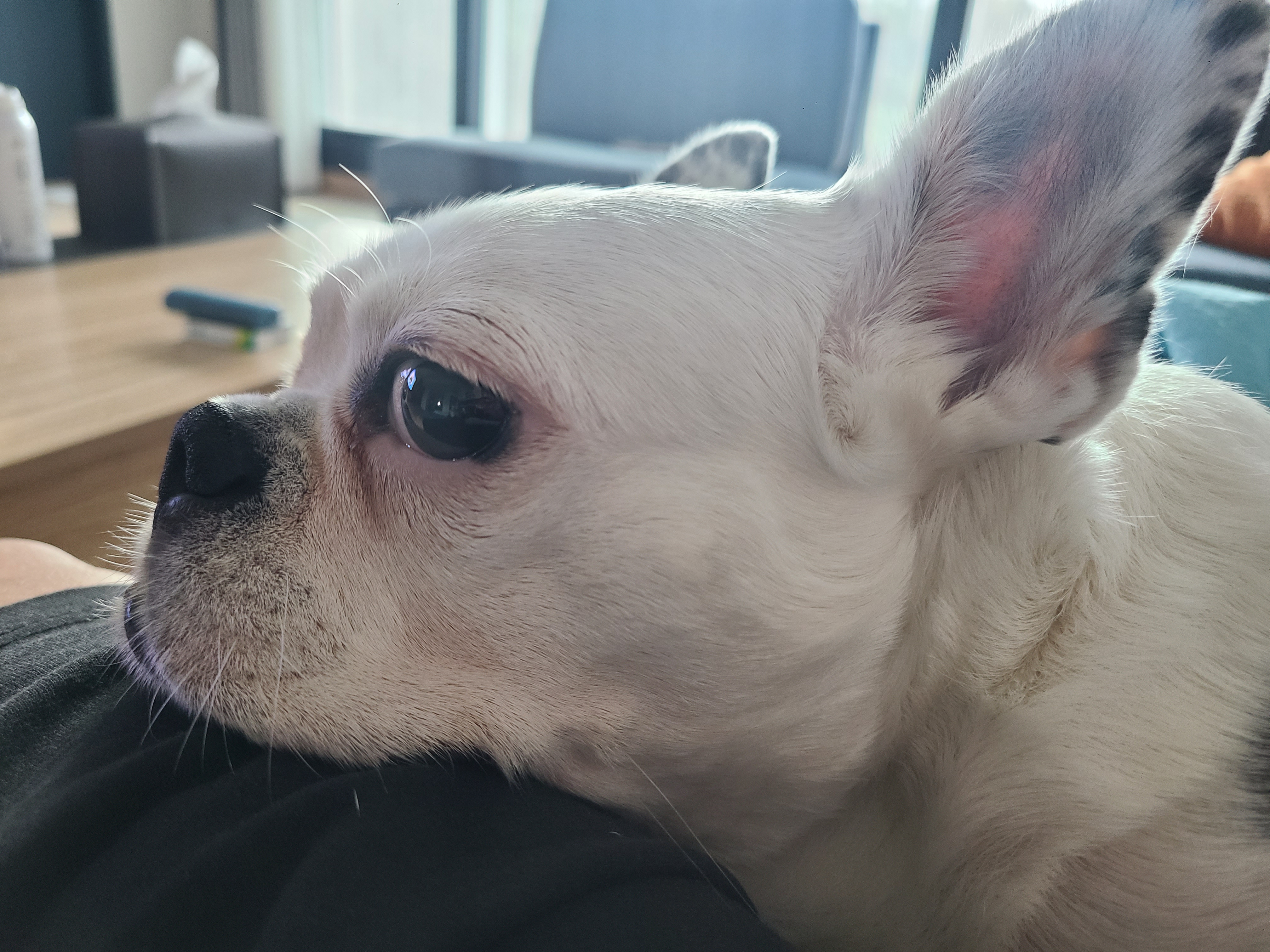 애둥이 같이 산지 어언 2년...