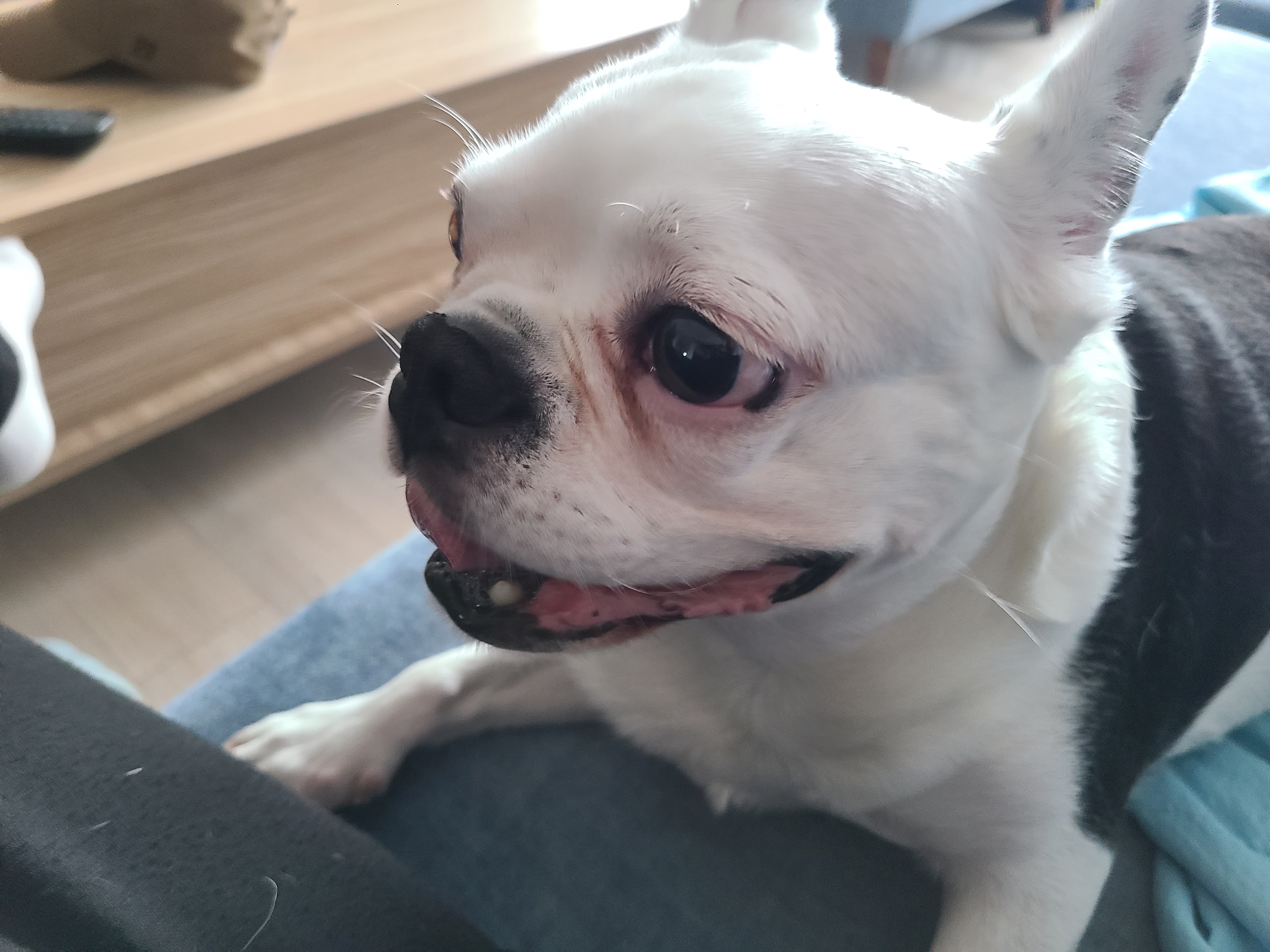 애둥이 같이 산지 어언 2년...