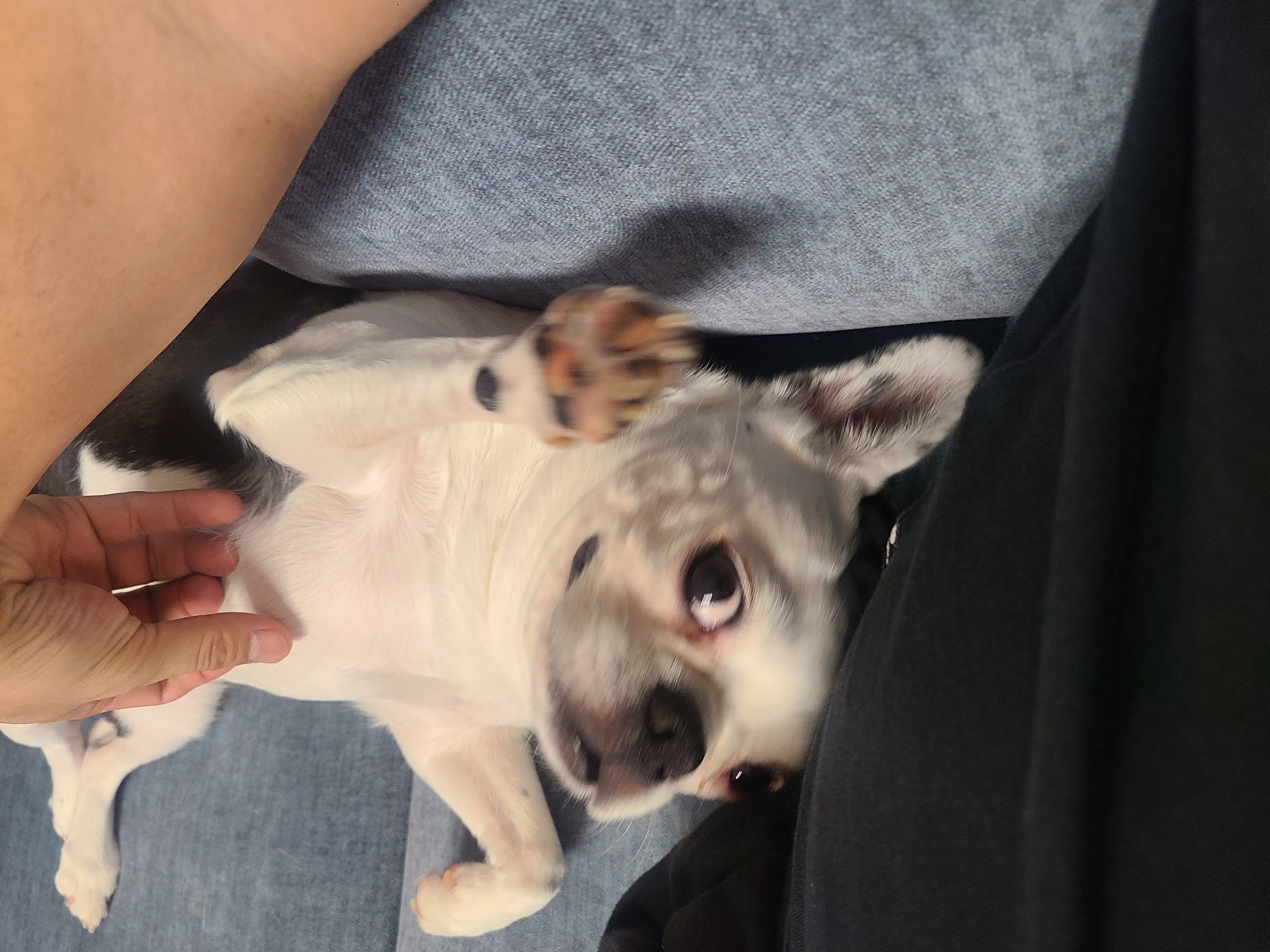 애둥이 같이 산지 어언 2년...