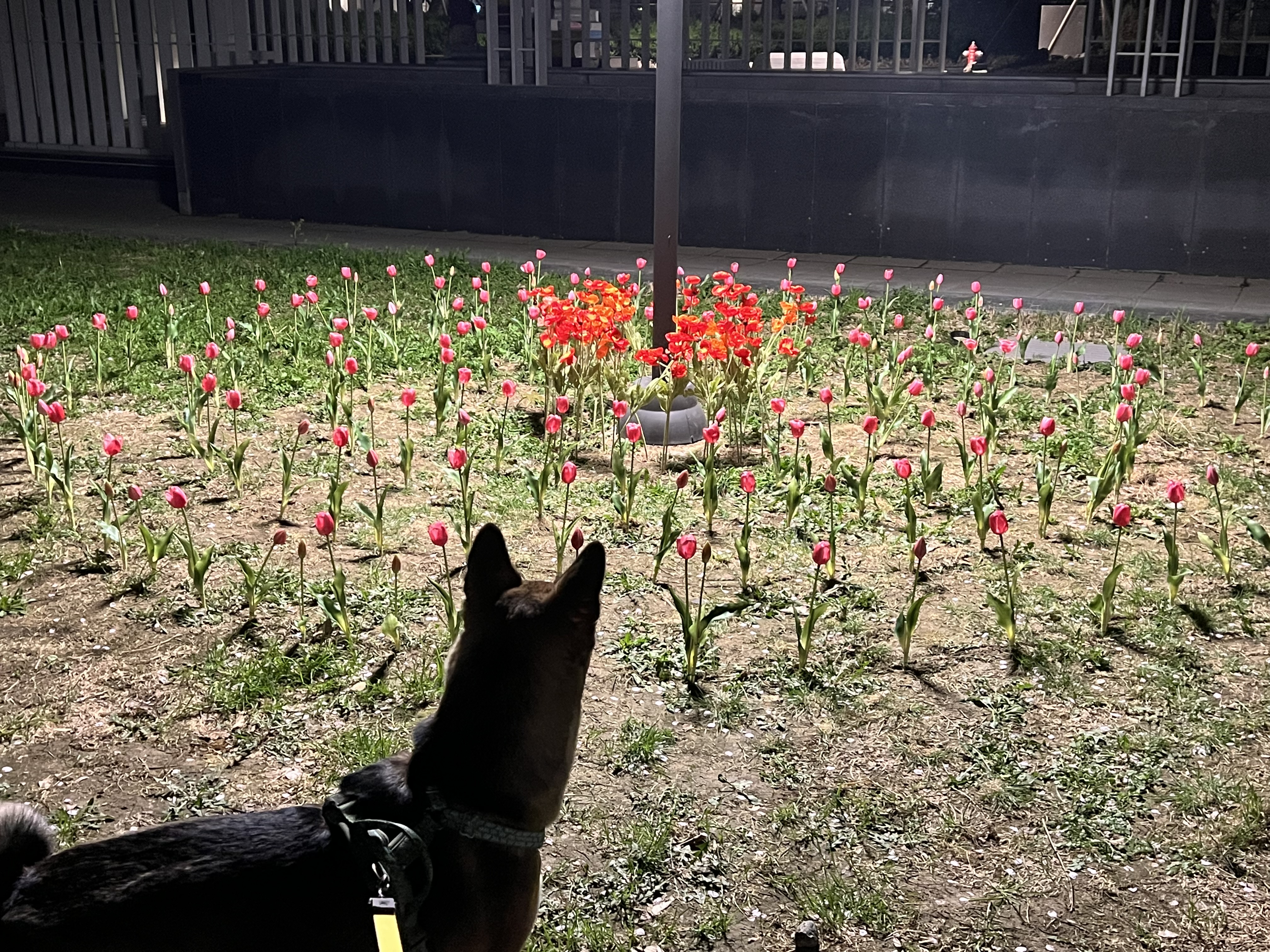 (구,강식) 테오의 일년 가족일기