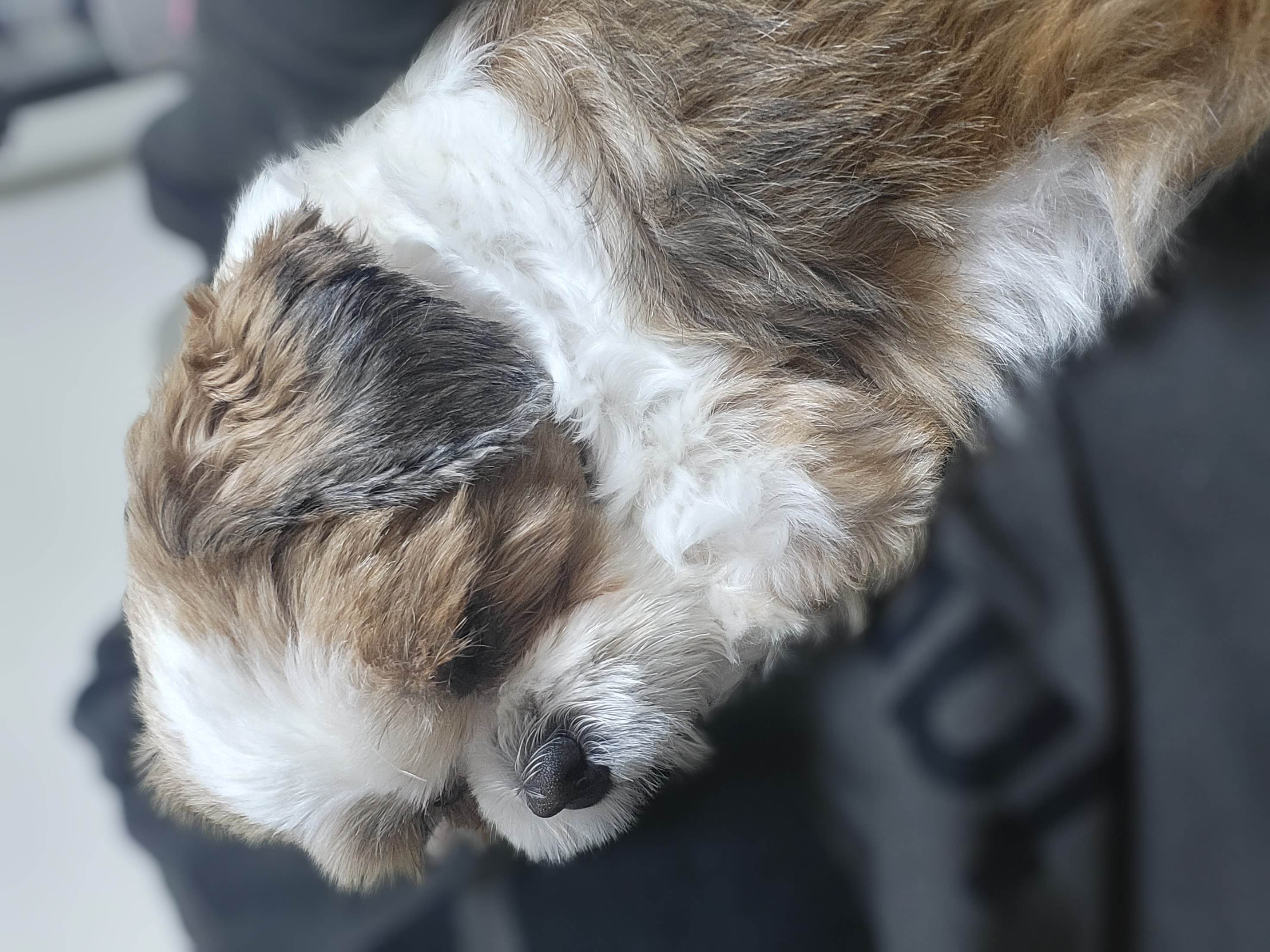 용용이(호두) 임보 일주일