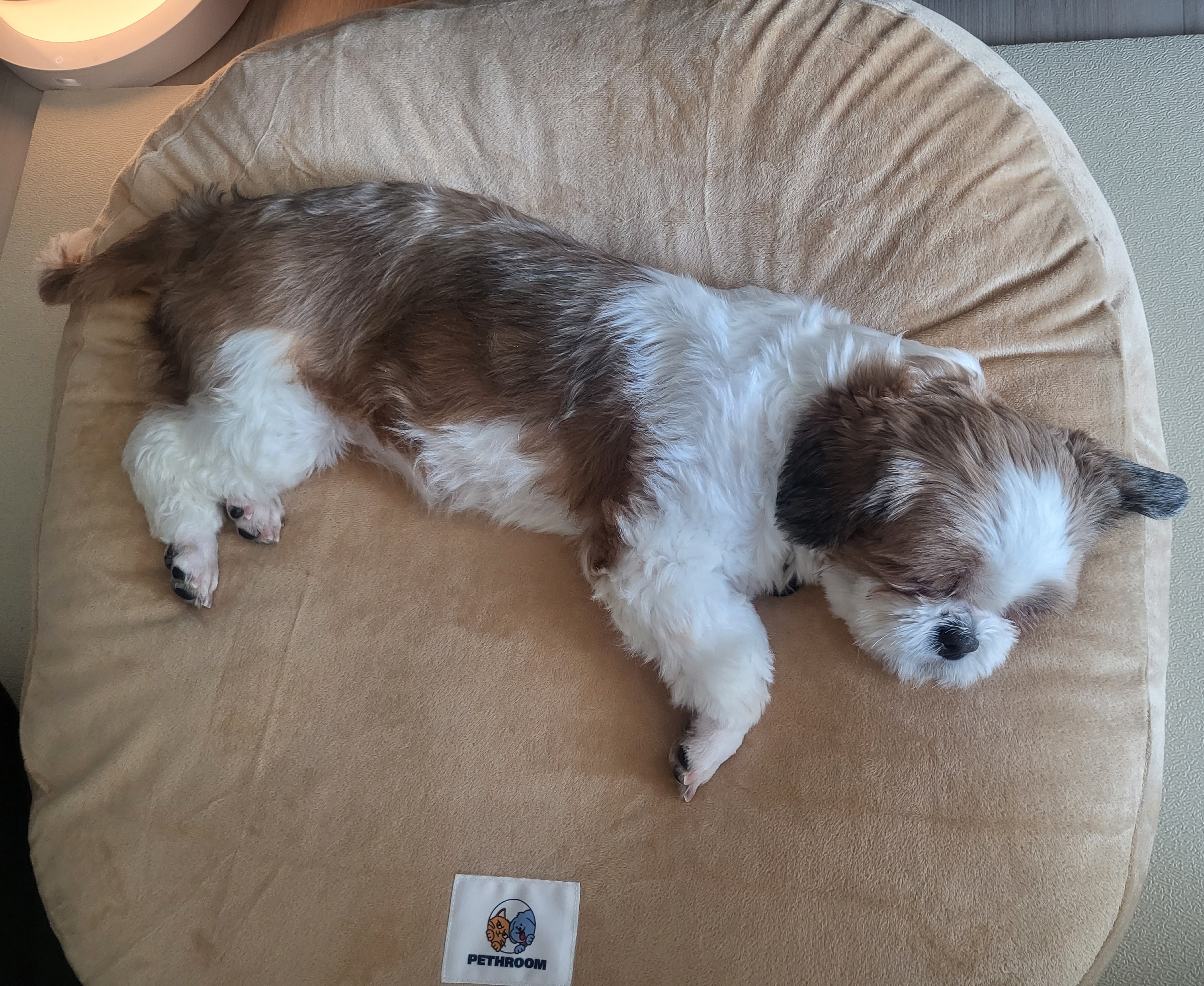 용용이(호두) 임보 일주일