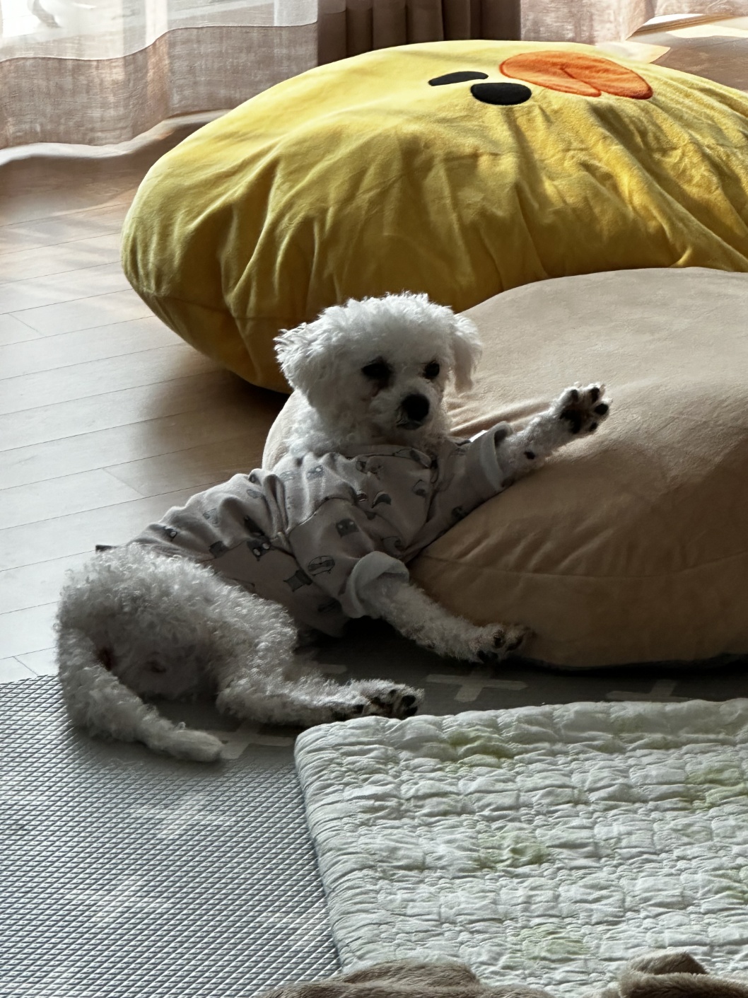 루아(양양이) 아빠입니다. 감사 인사드립니다. 