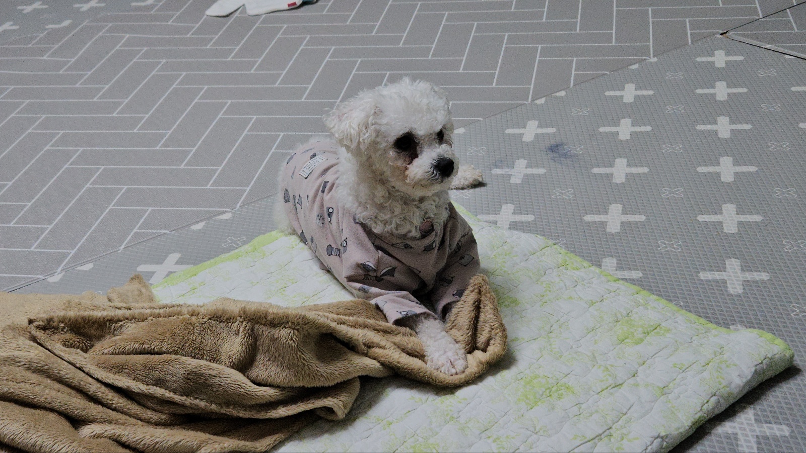 루아(양양이) 아빠입니다. 감사 인사드립니다. 