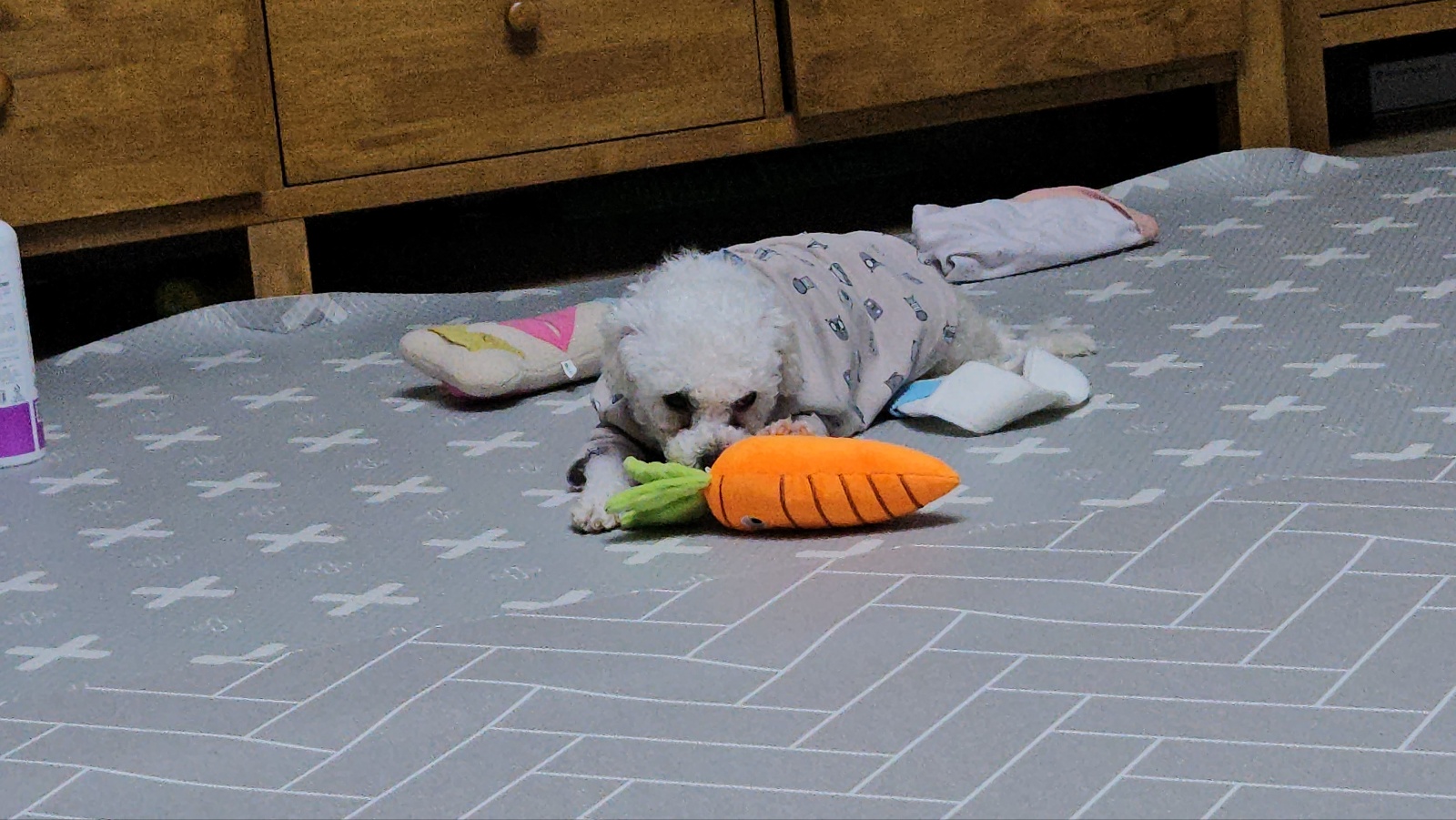 루아(양양이) 아빠입니다. 감사 인사드립니다. 