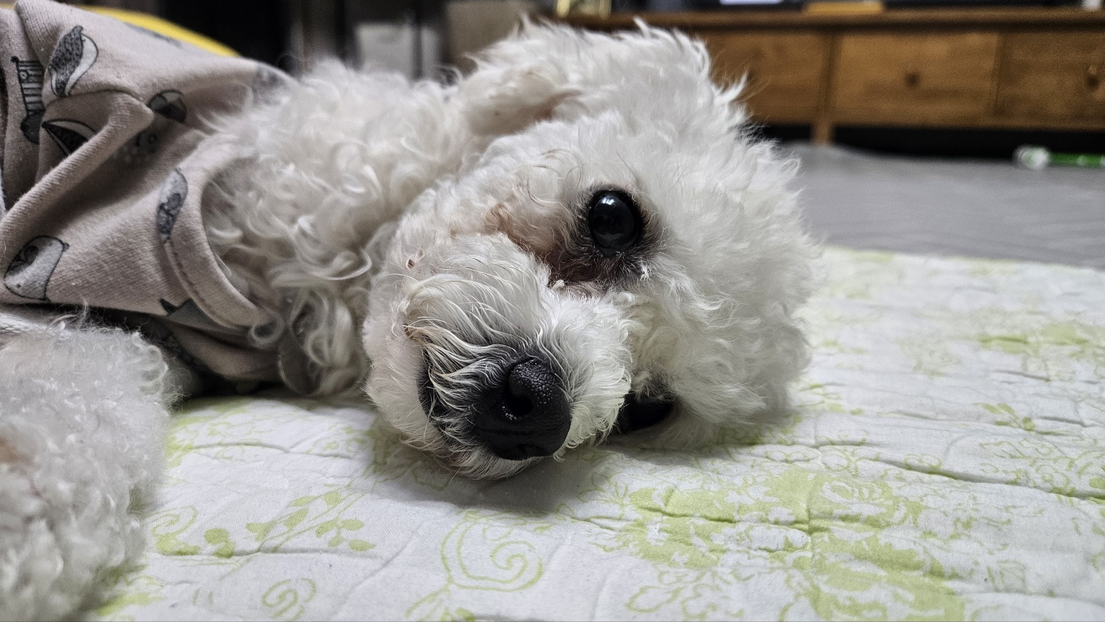 루아(양양이) 아빠입니다. 감사 인사드립니다. 