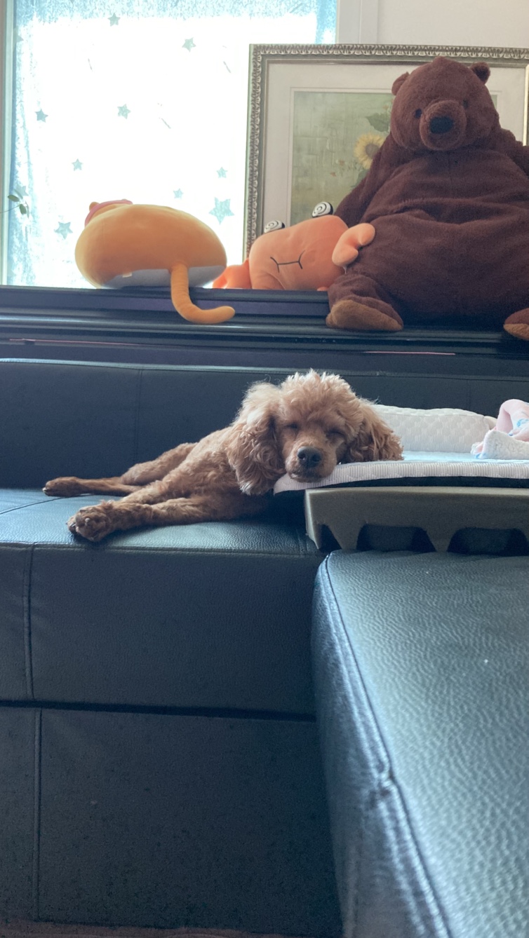 안녕하세요 보사가 왔어요 ~