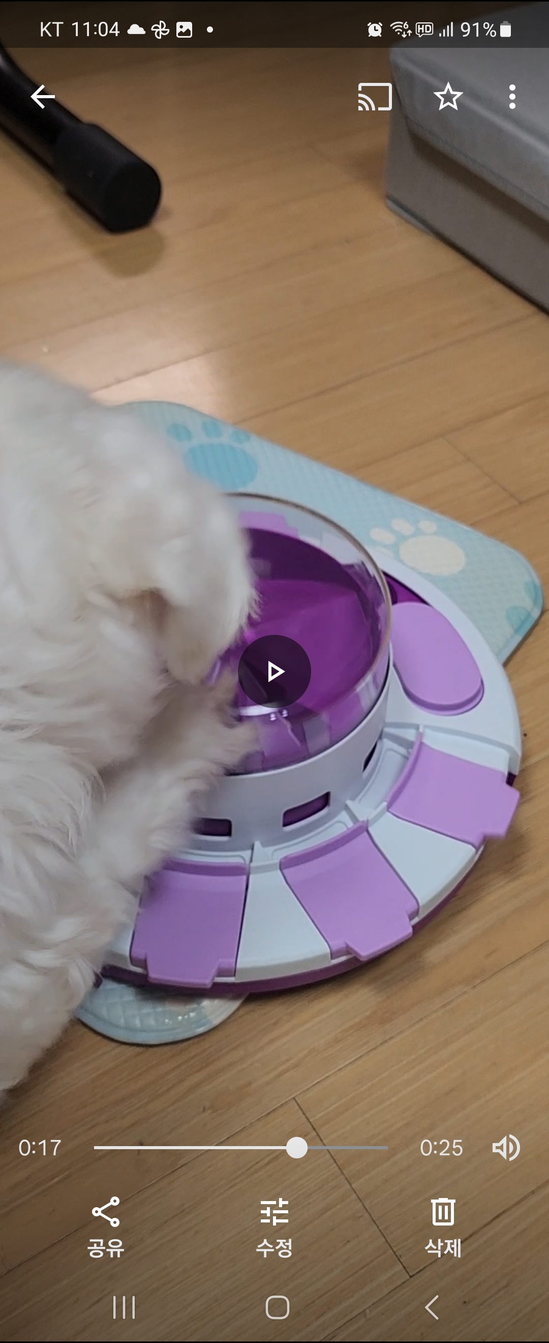 몰랑이(미즈).한달차 입양 후기