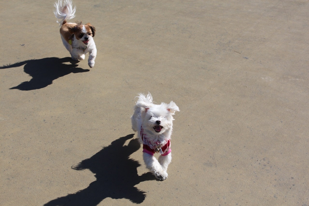 입양 12년차 말티즈 달이가 소풍을 떠났어요