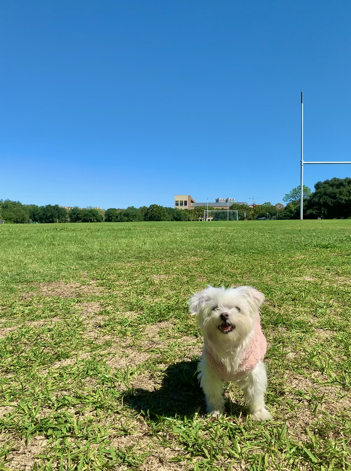 입양 12년차 말티즈 달이가 소풍을 떠났어요