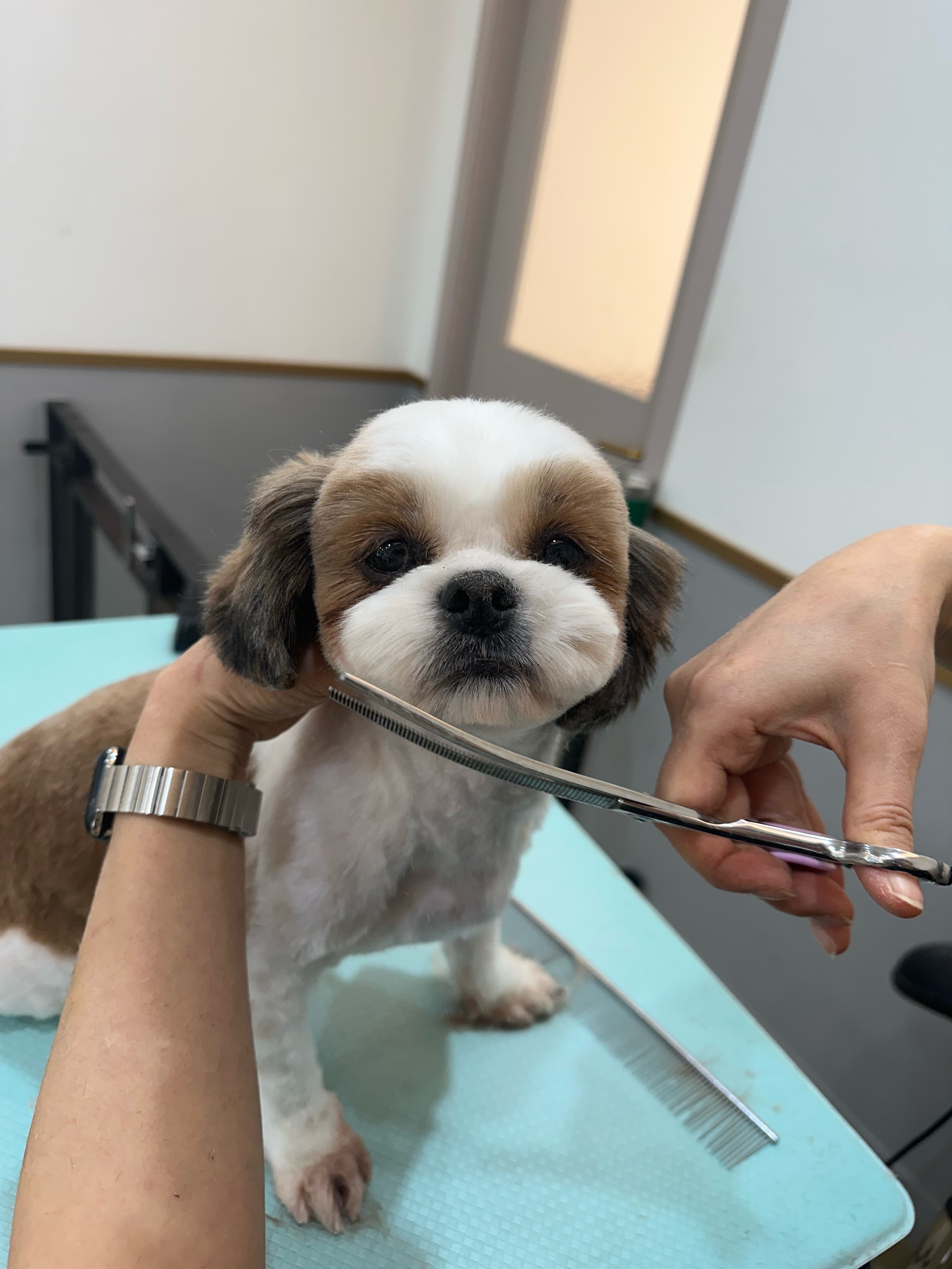 호두 ( 구 용용이)