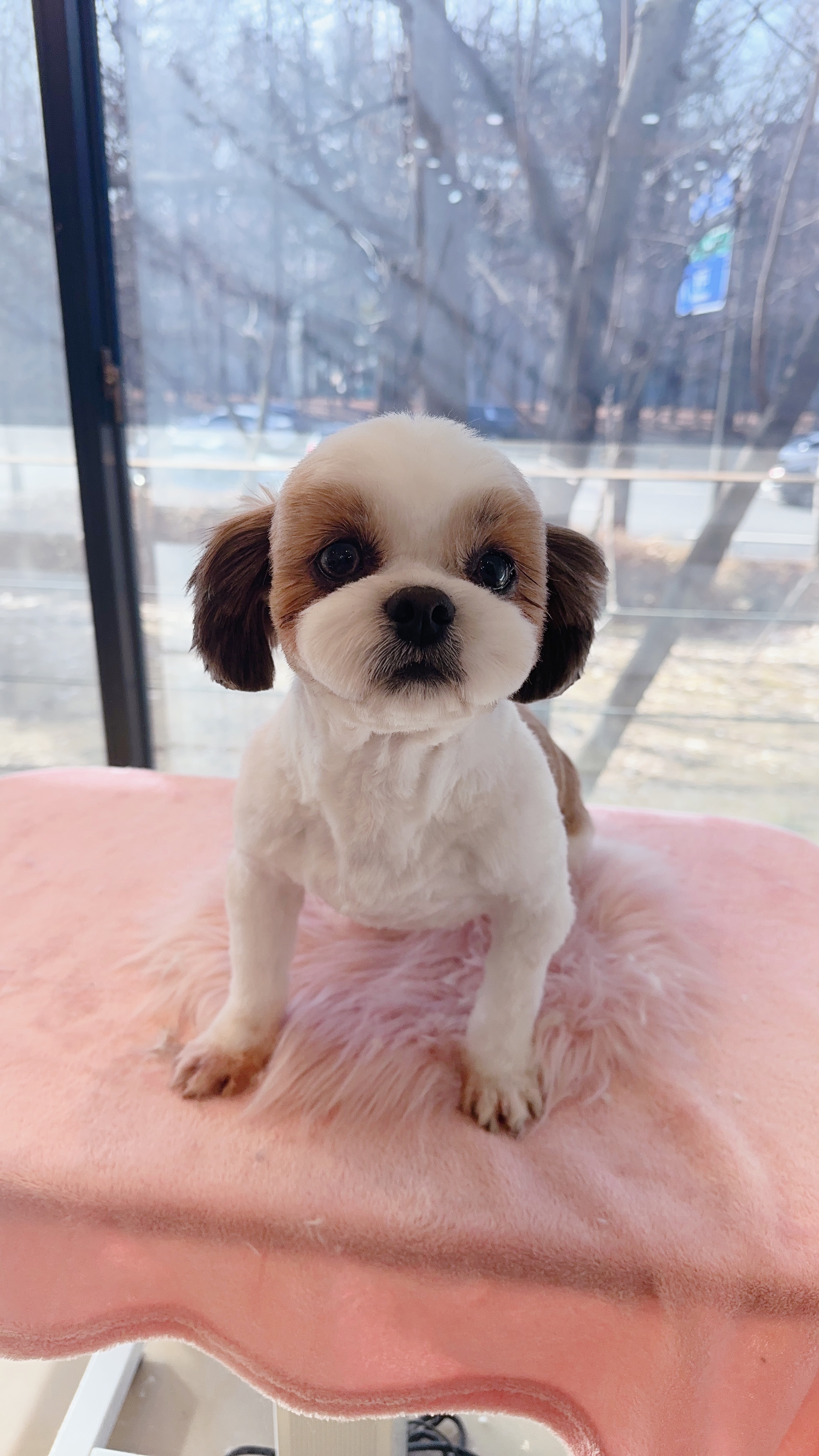 호두 ( 구 용용이)