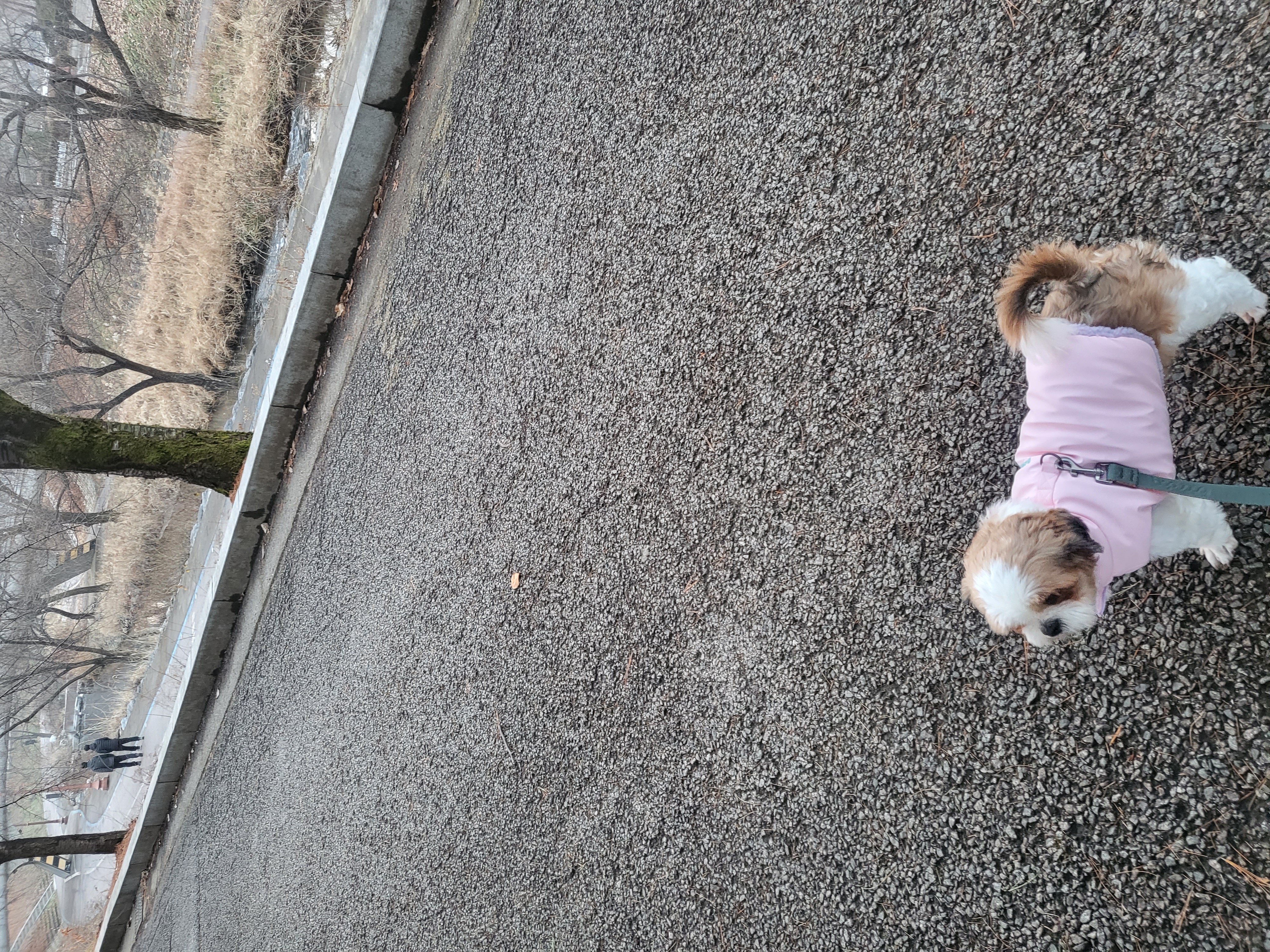 호두 ( 구 용용이)