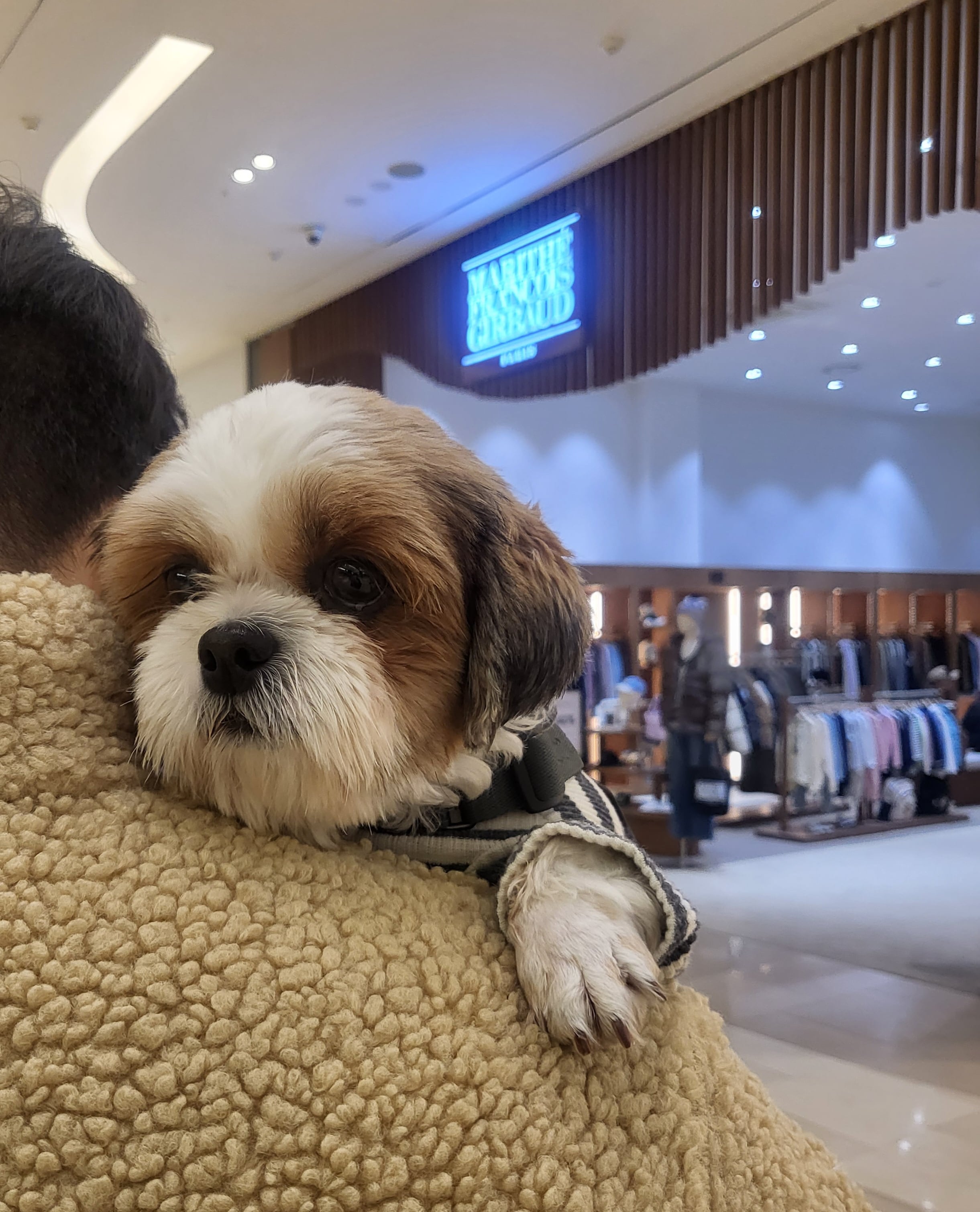 호두 ( 구 용용이)