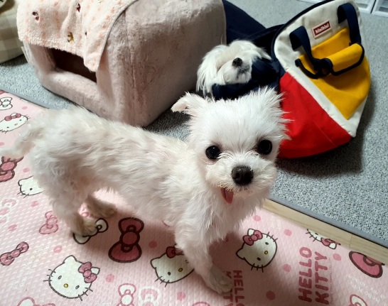 미미 입양후 한달 (사진 추가)