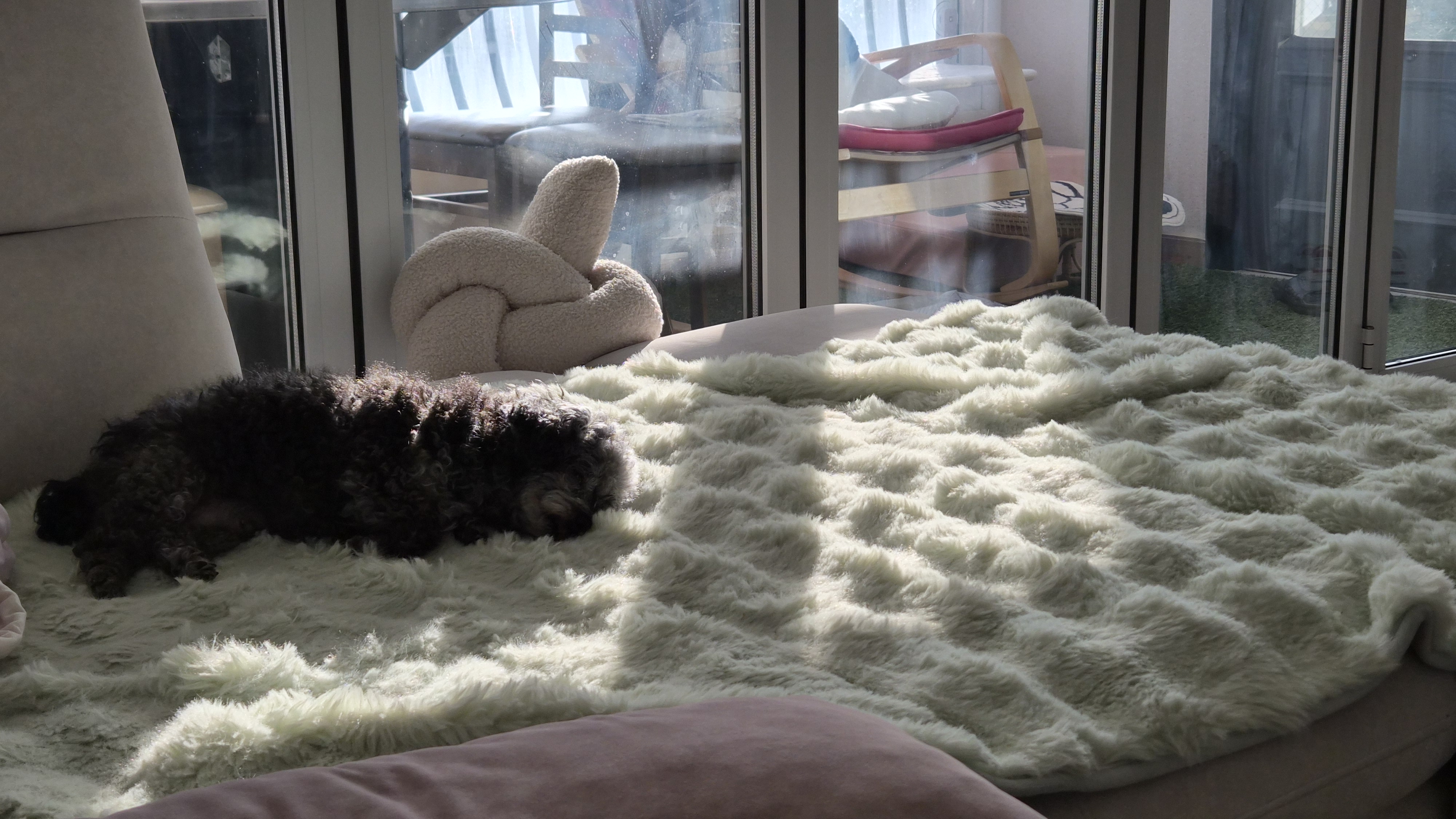 올해가장 잘한일 우리가족 콩자♡